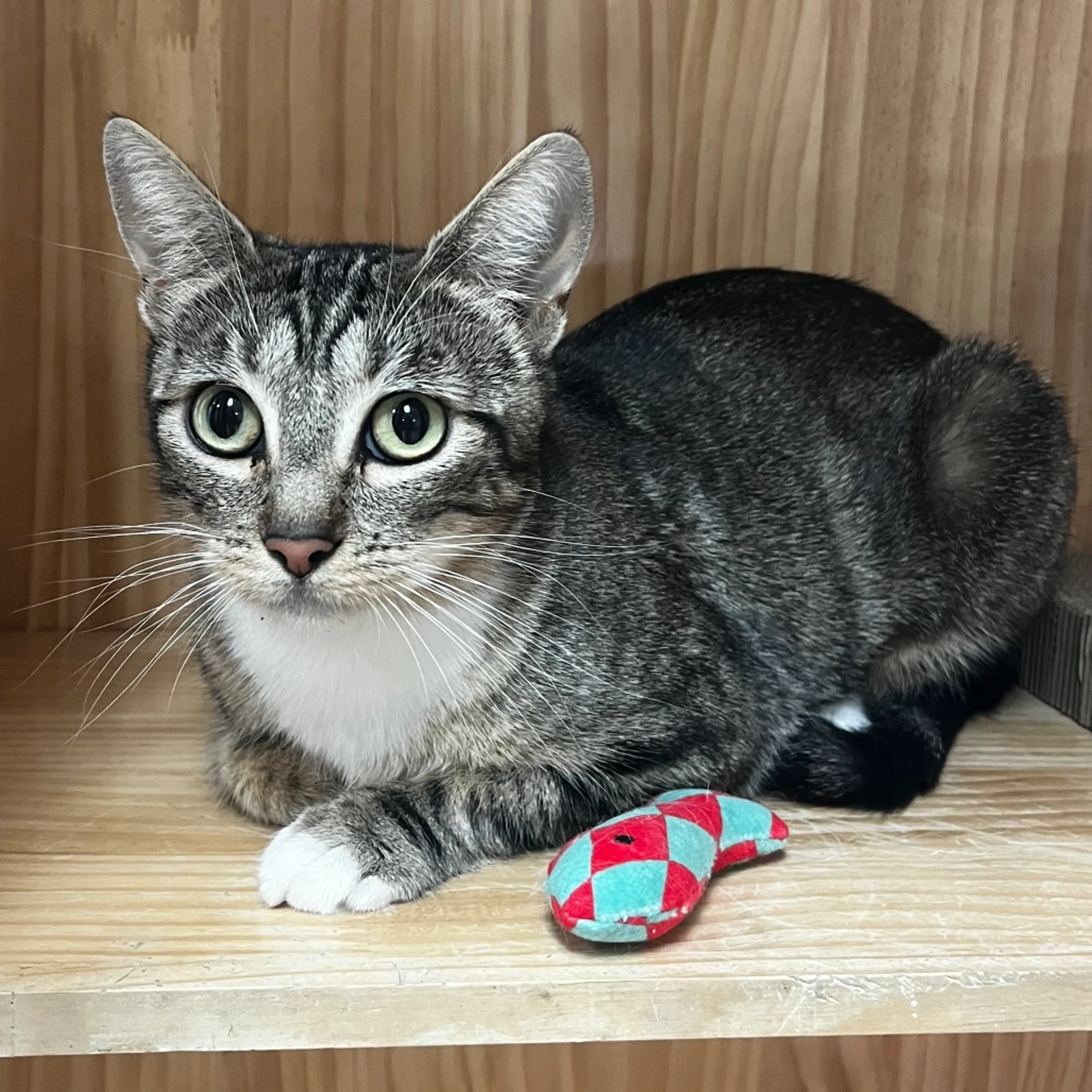 Found pet-2
