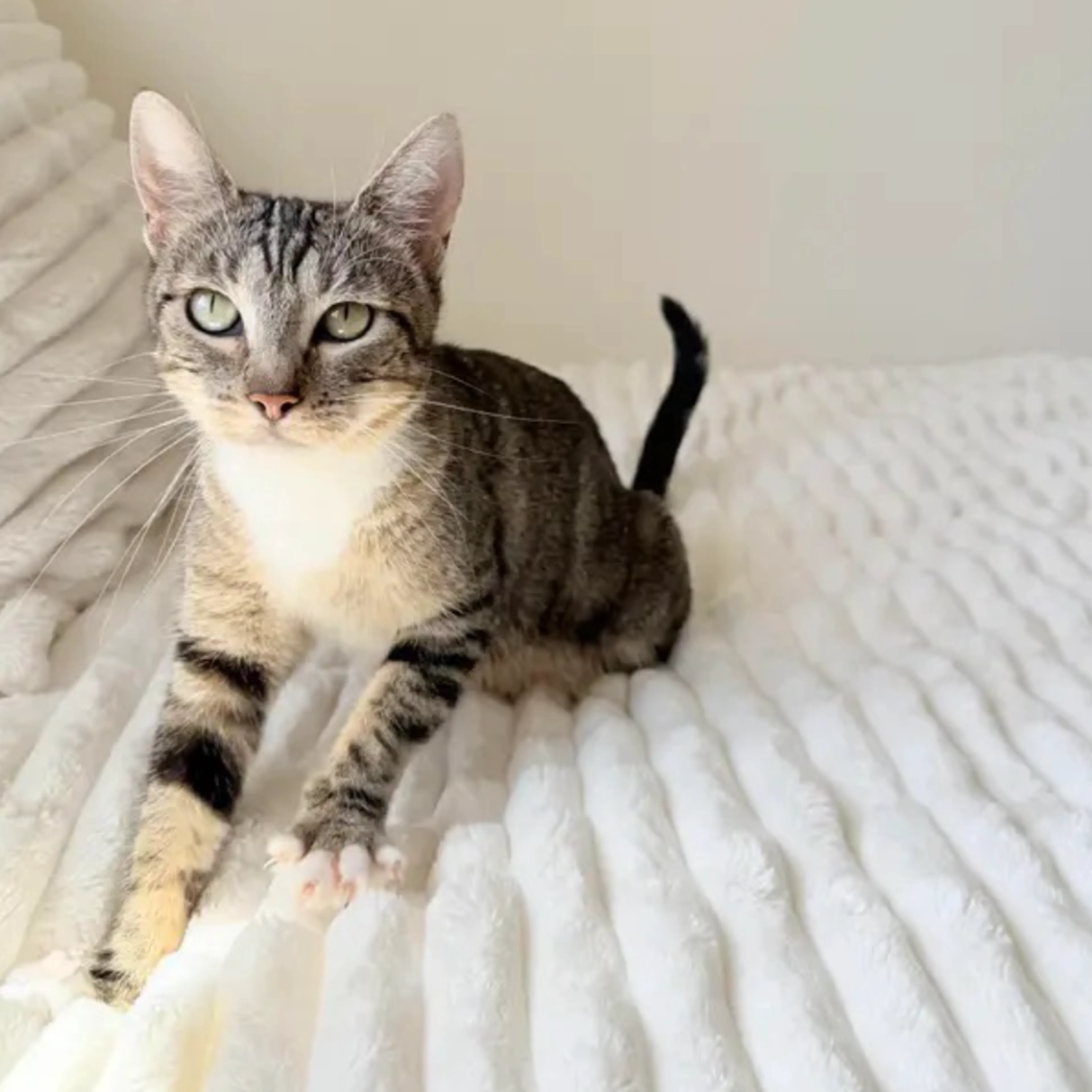 Found pet-1