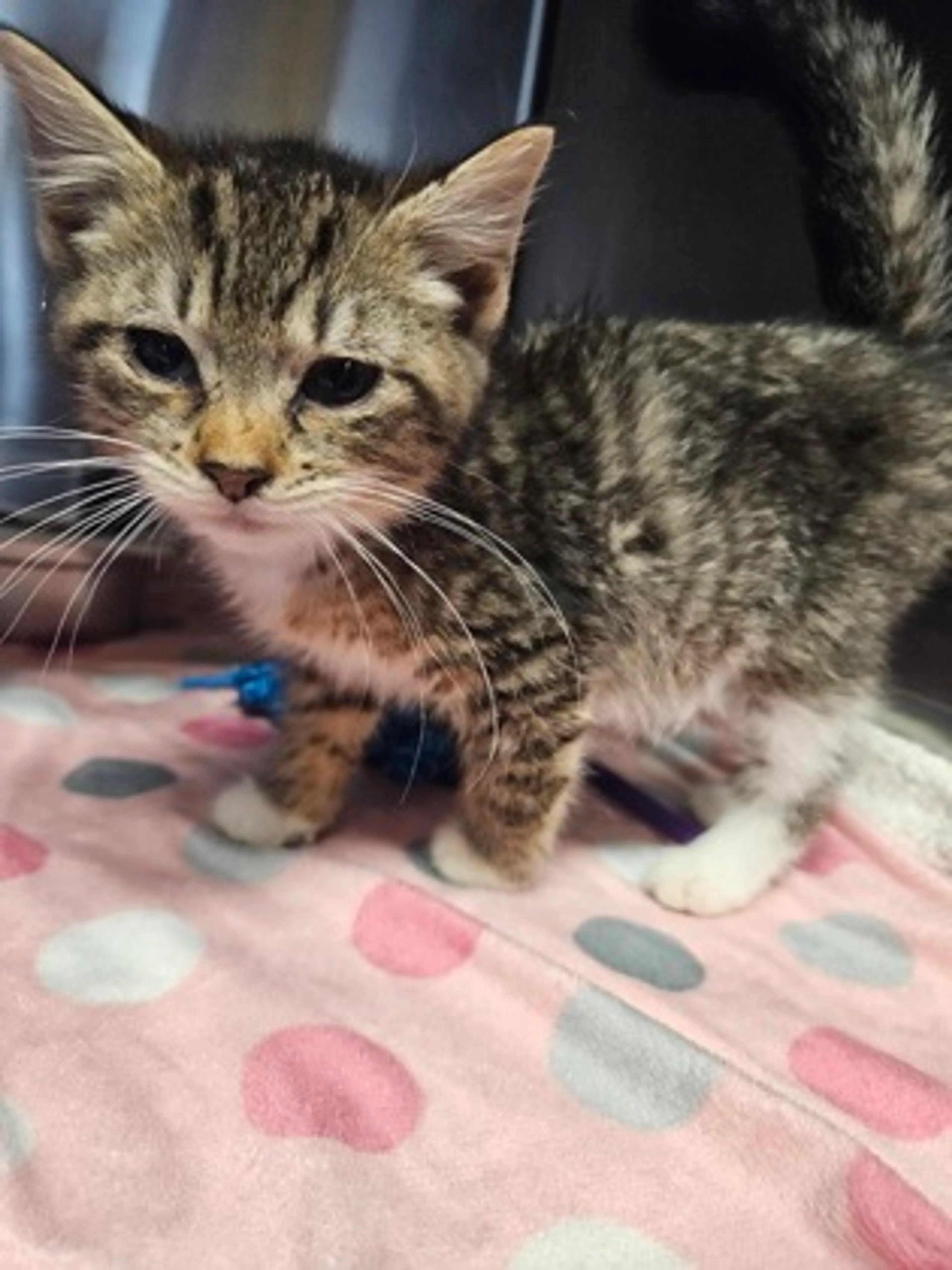 Found pet