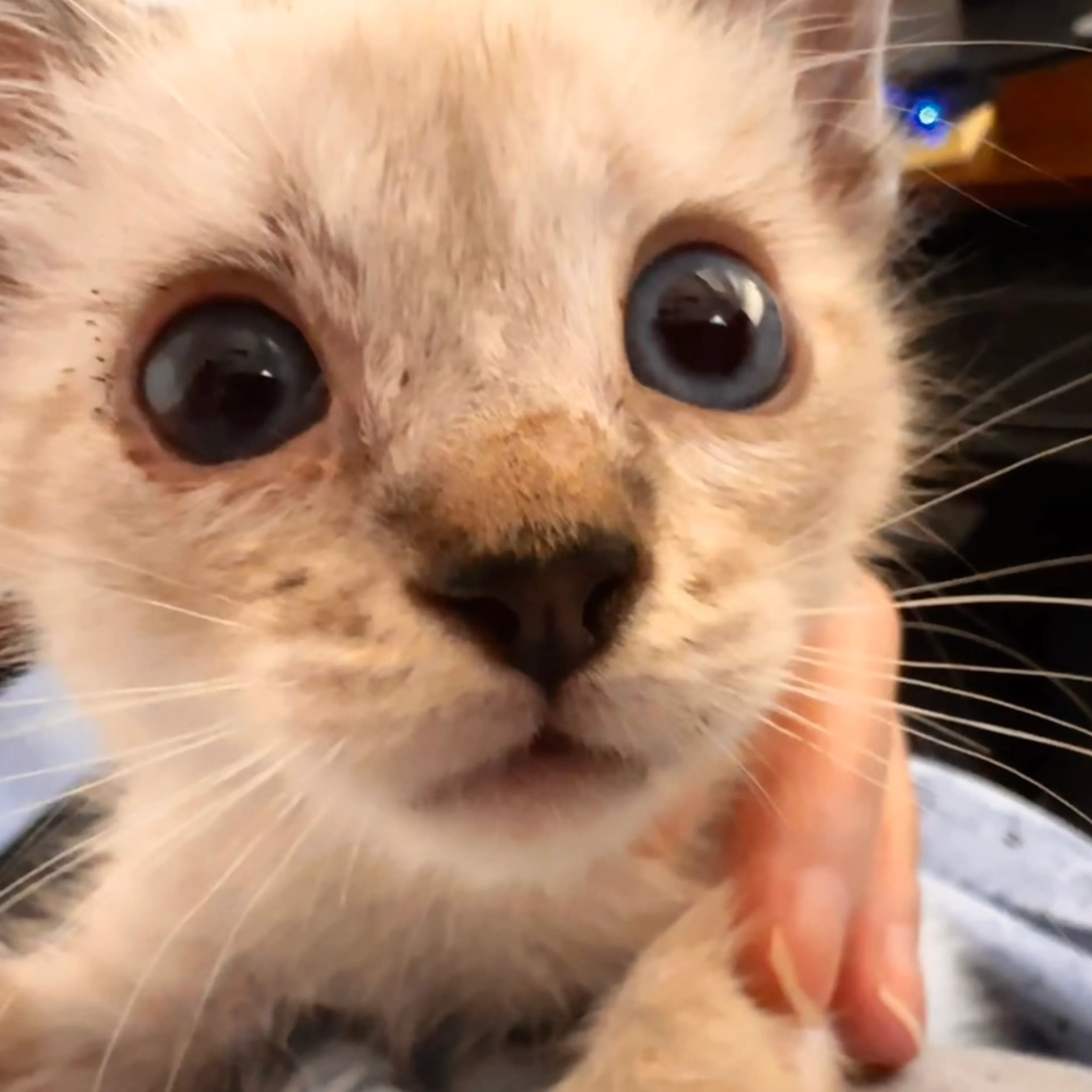 Found pet-1