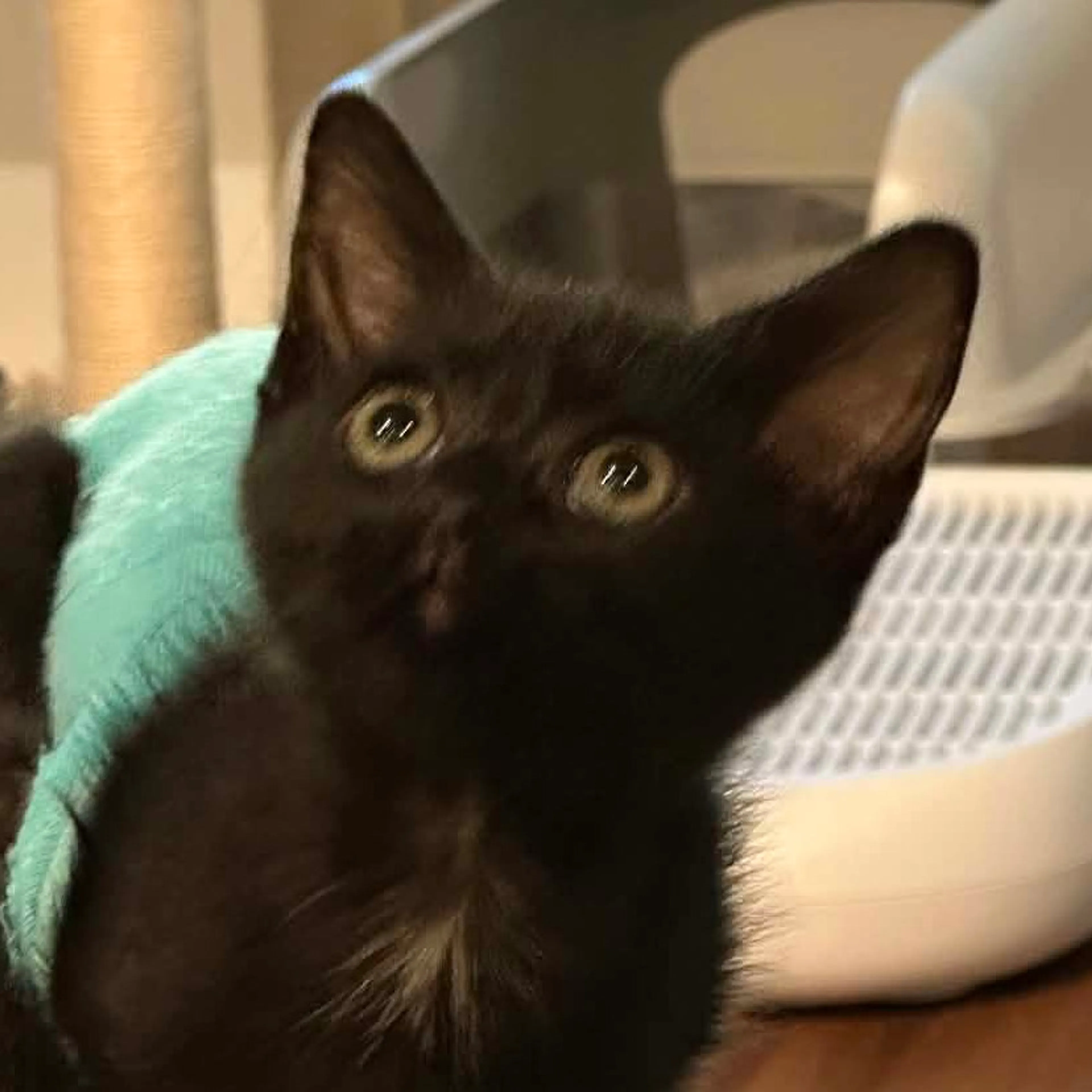 Found pet-2