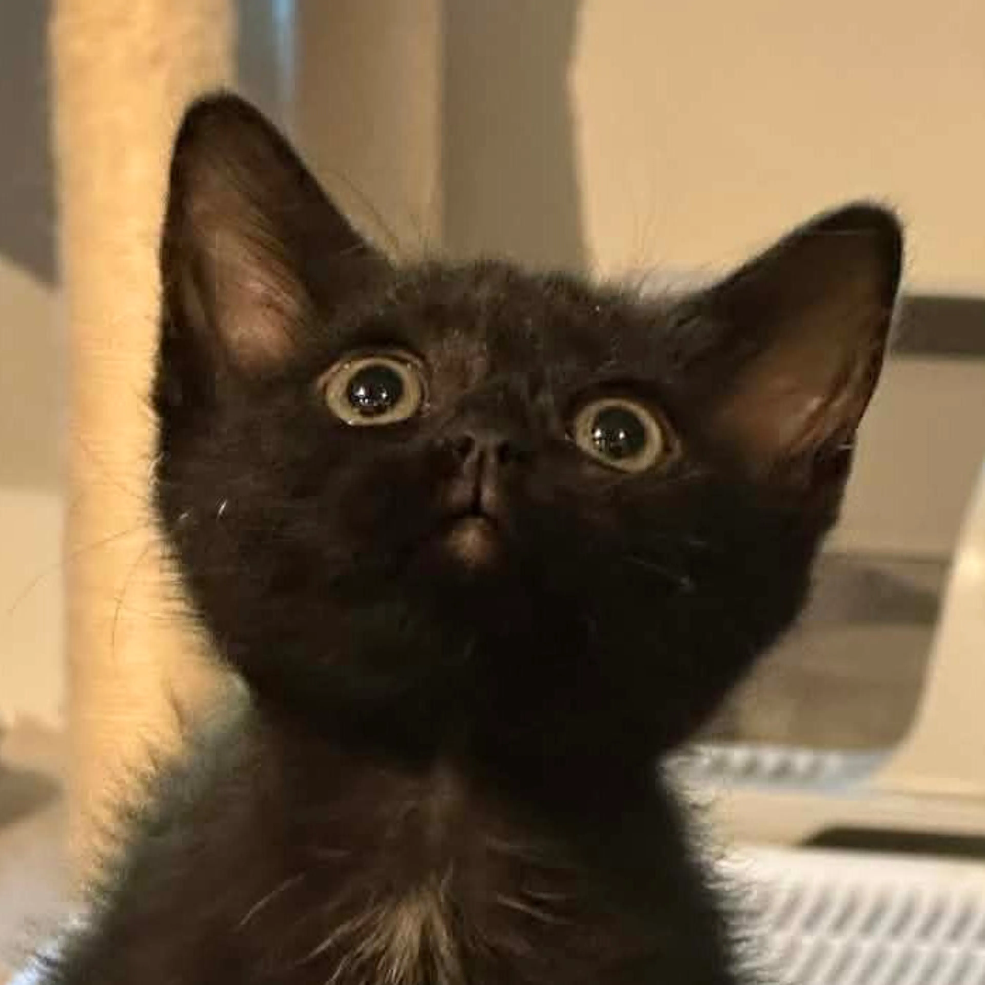 Found pet-0