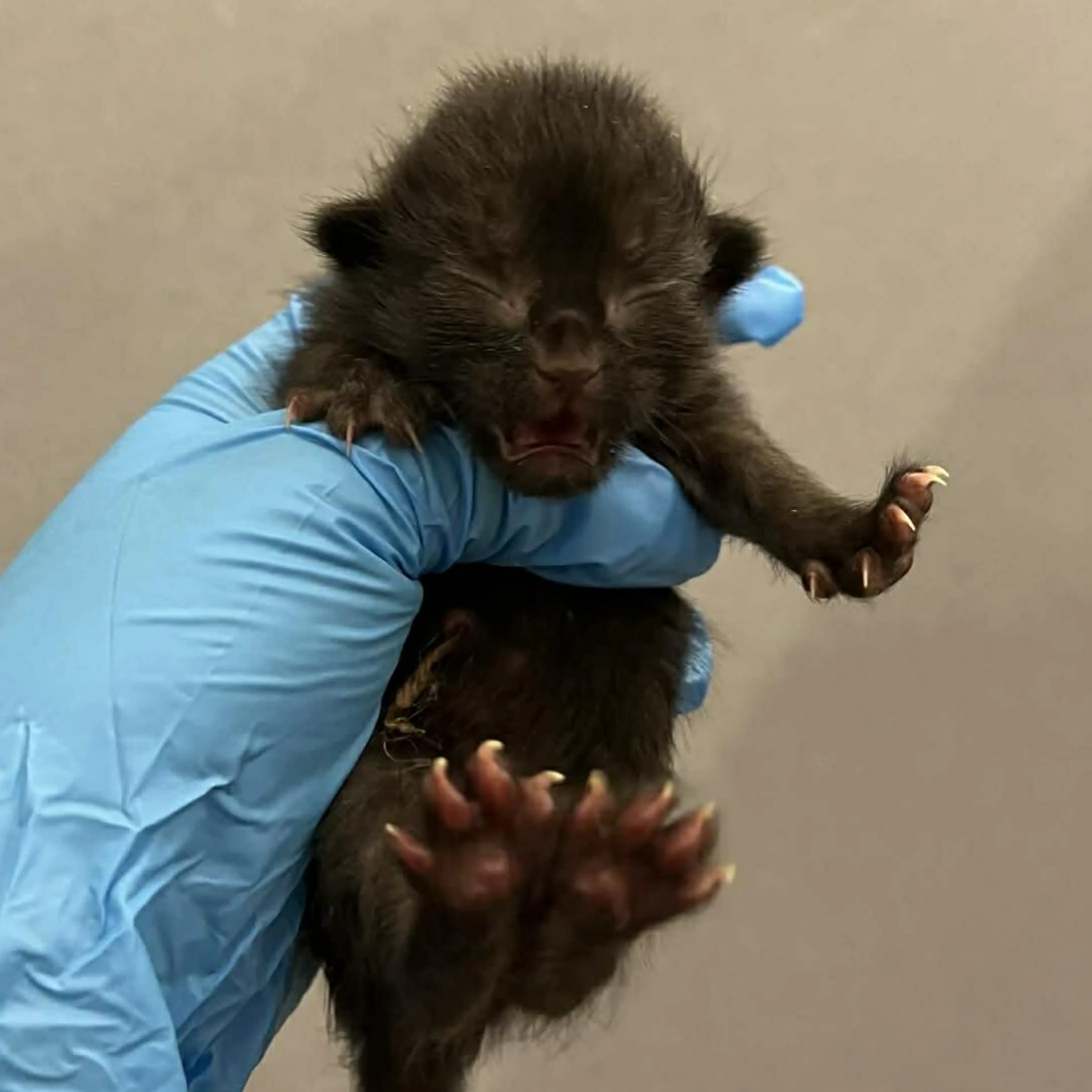 Found pet-1