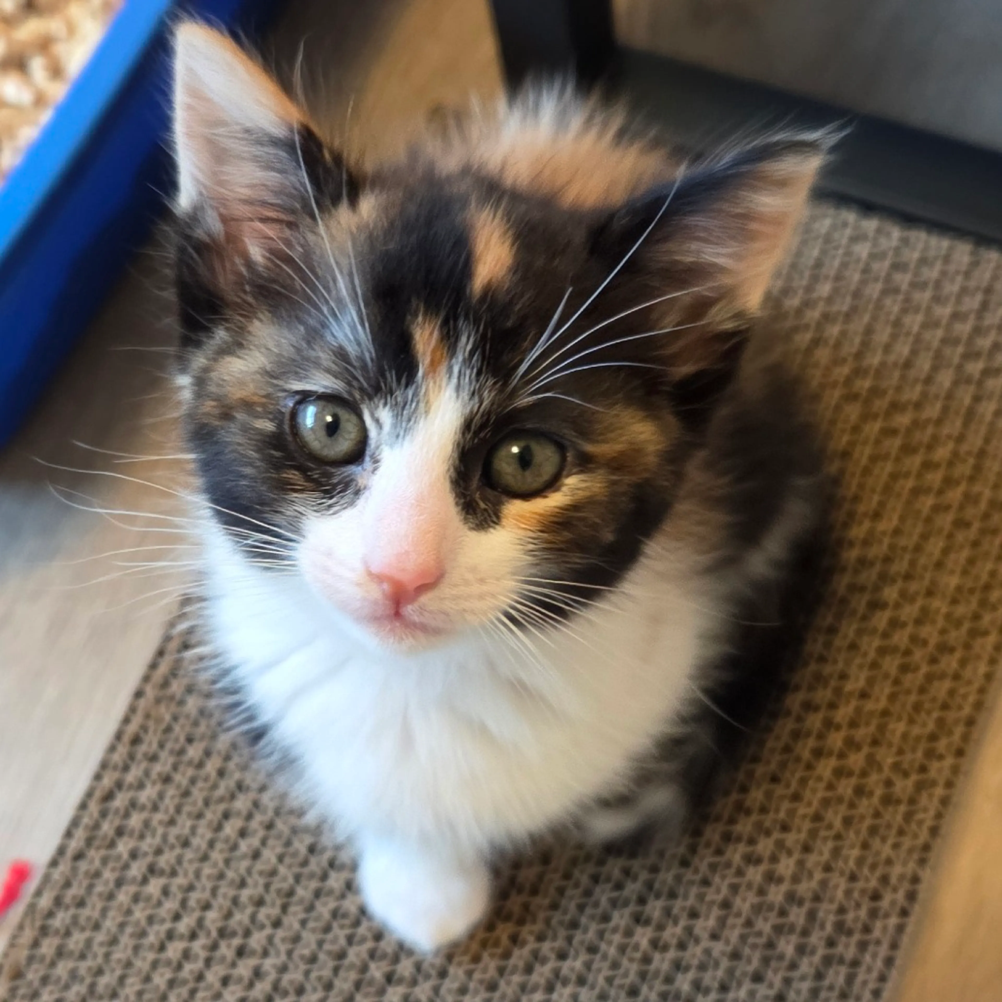 Found pet
