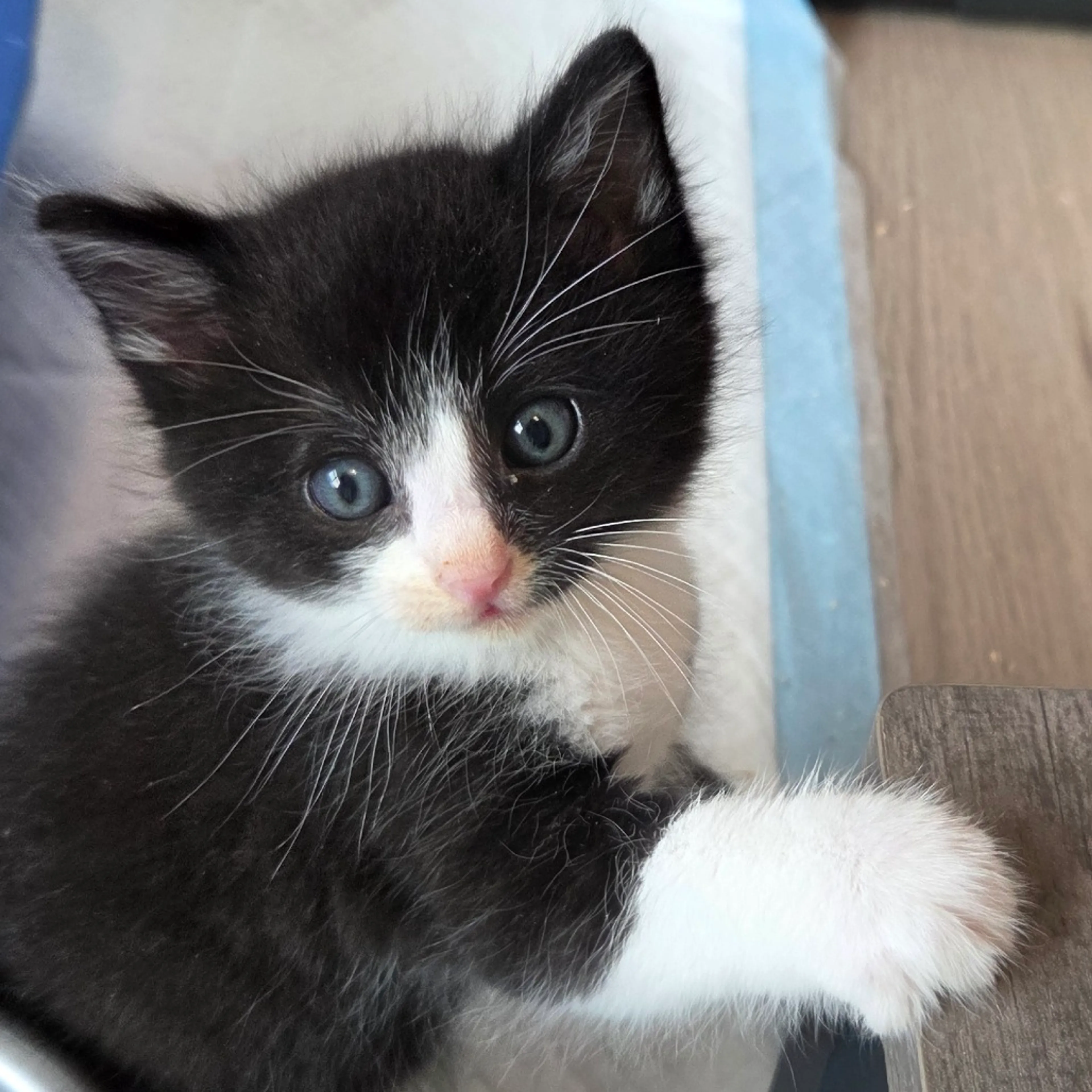 Found pet