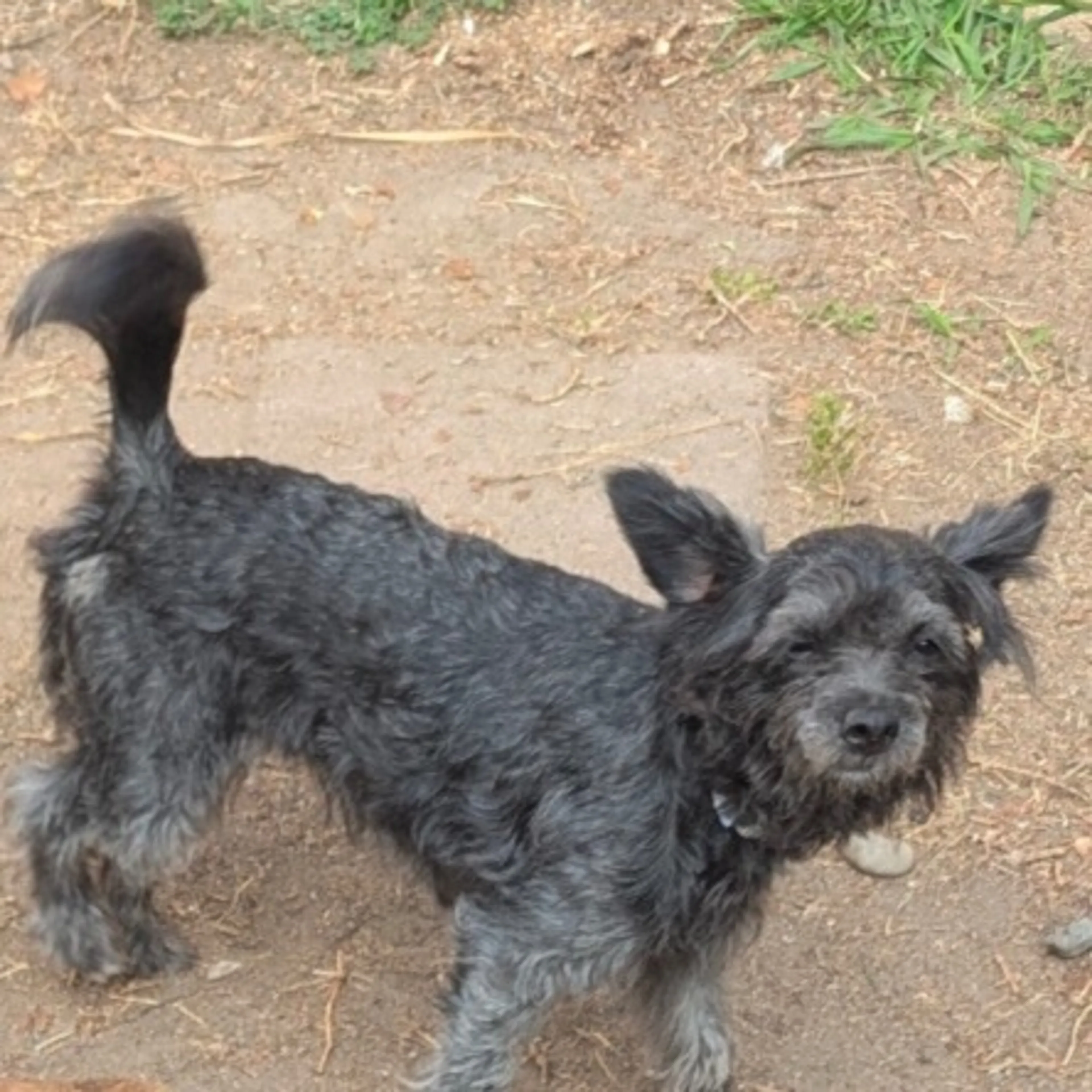 Lost pet-0