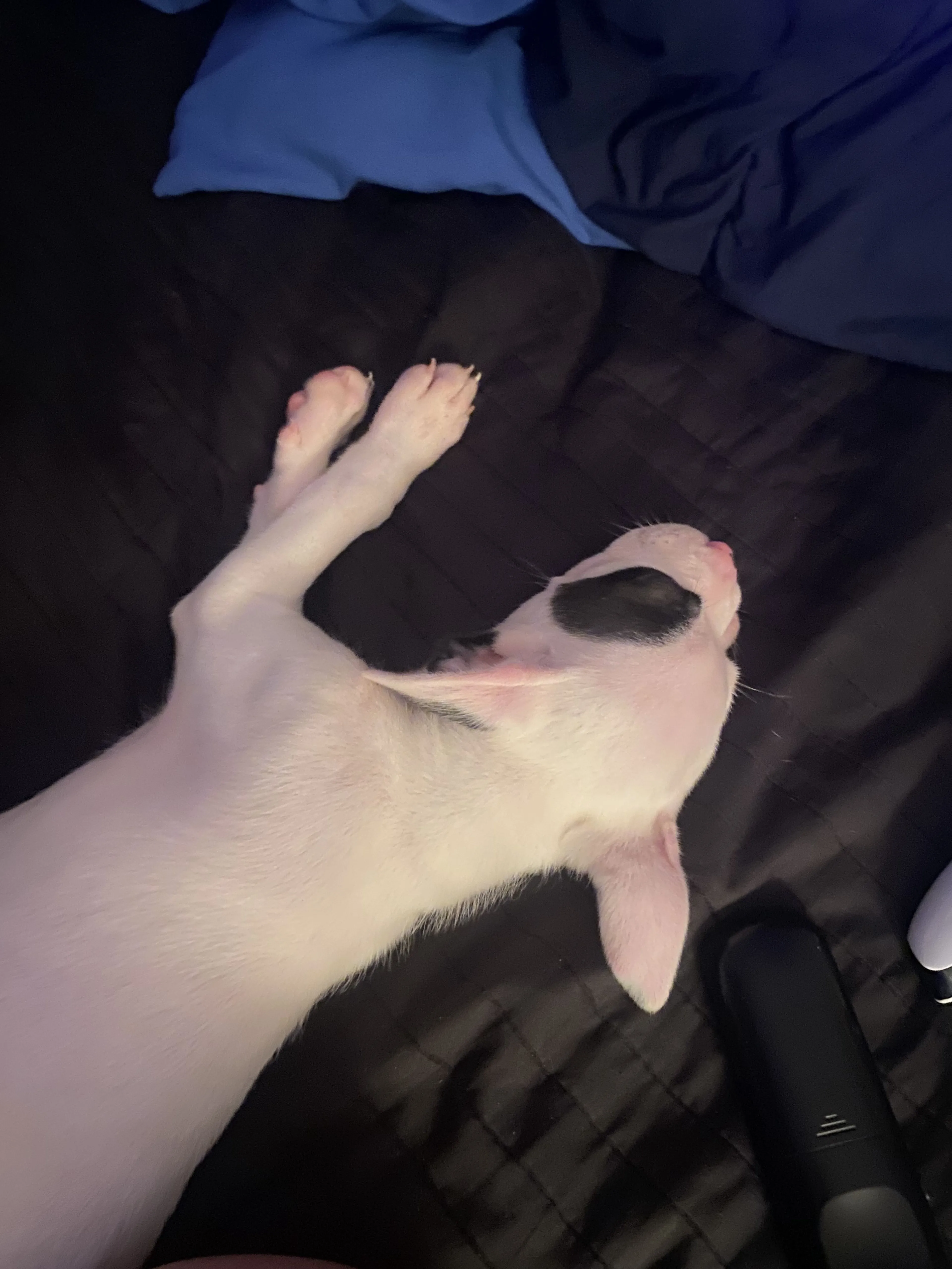Lost pet-1