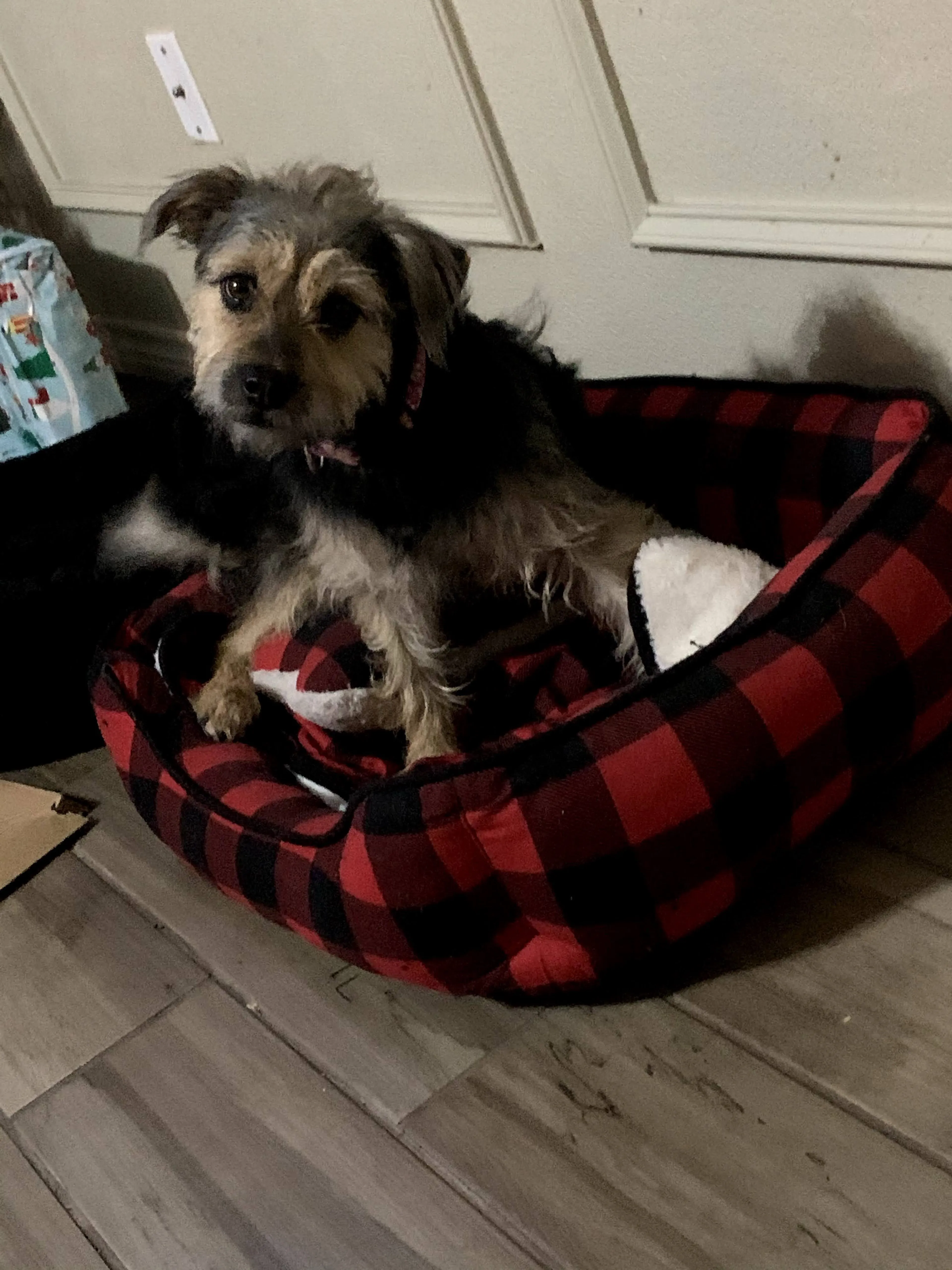 Lost pet-1