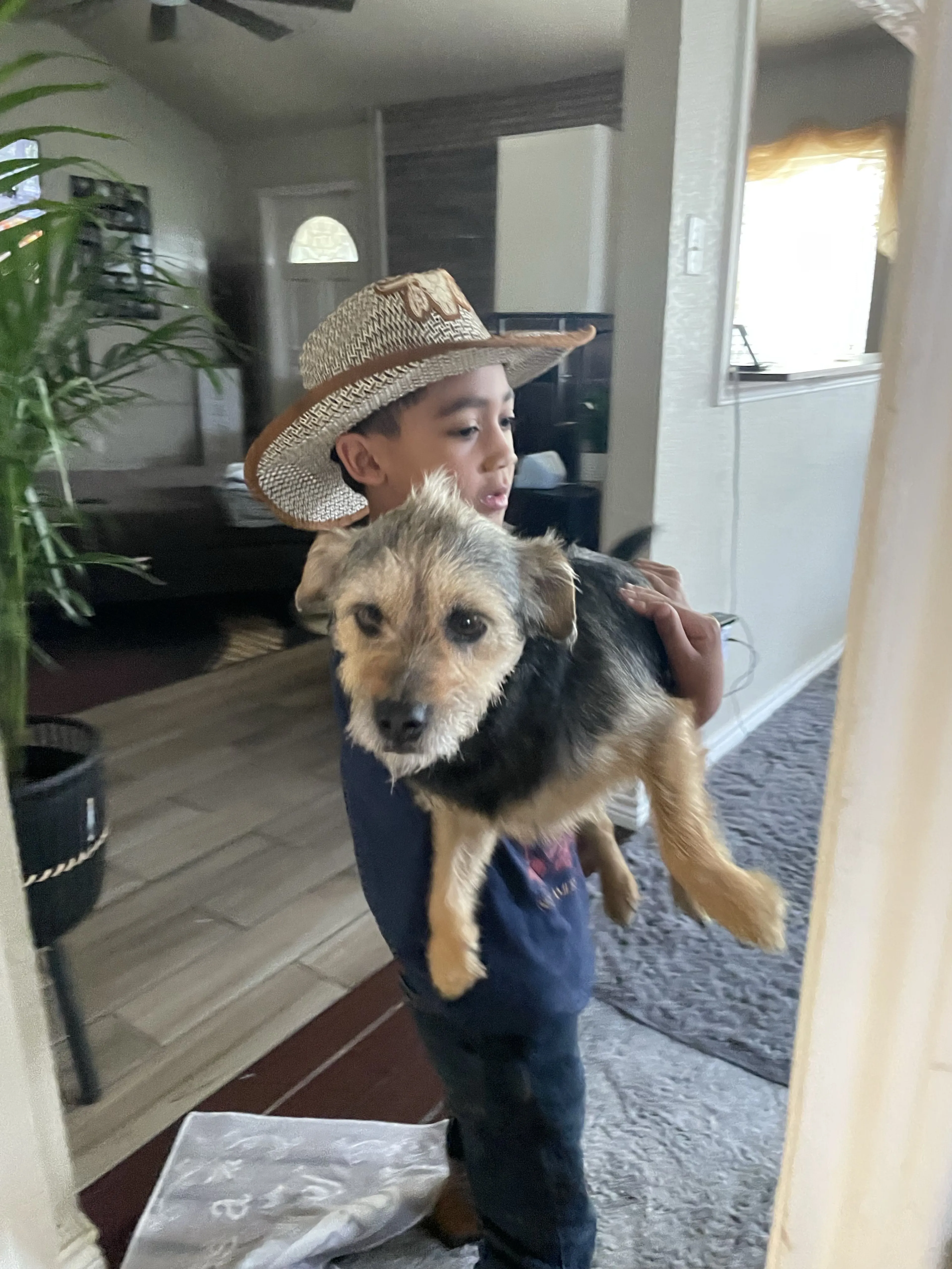 Lost pet-0
