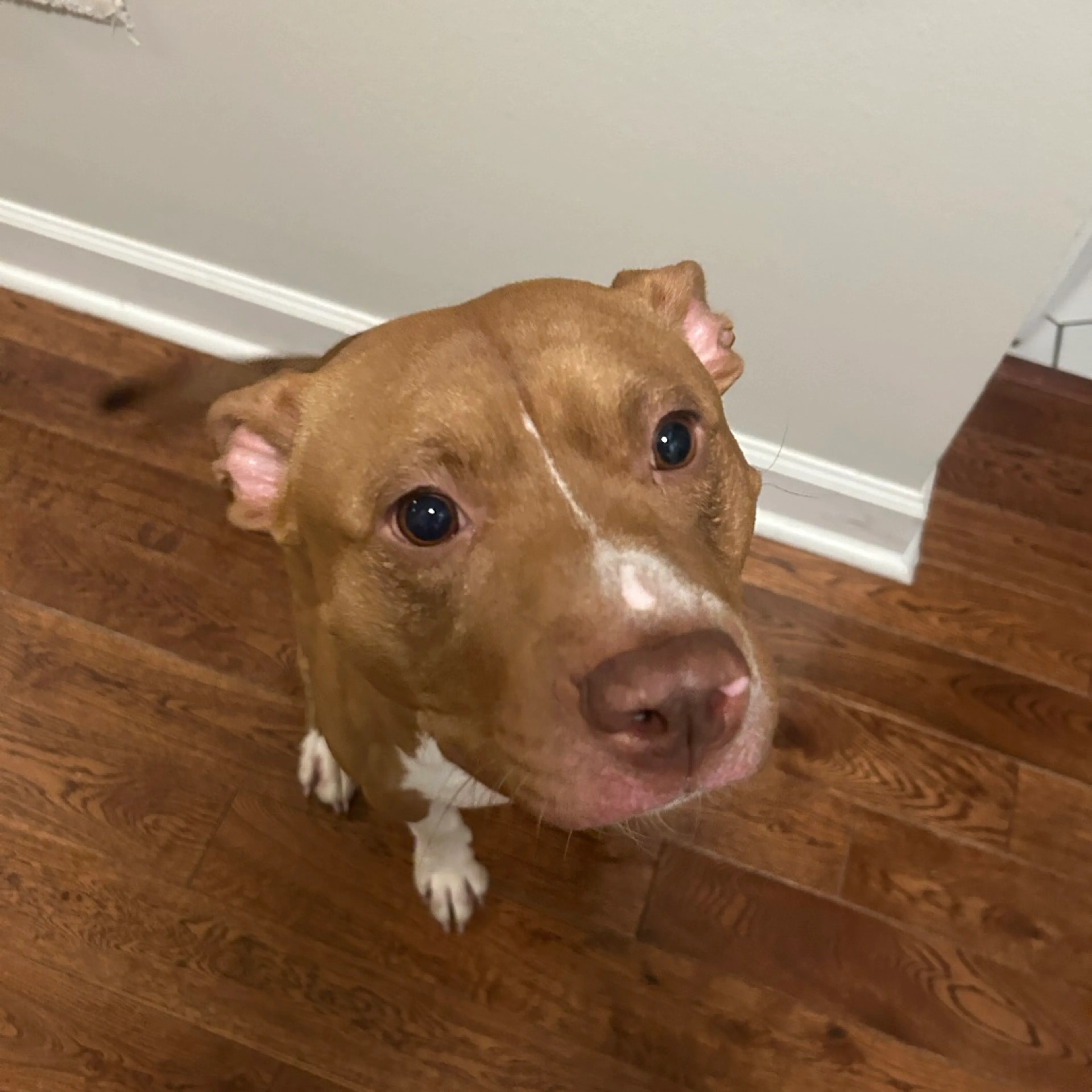 Found pet-4