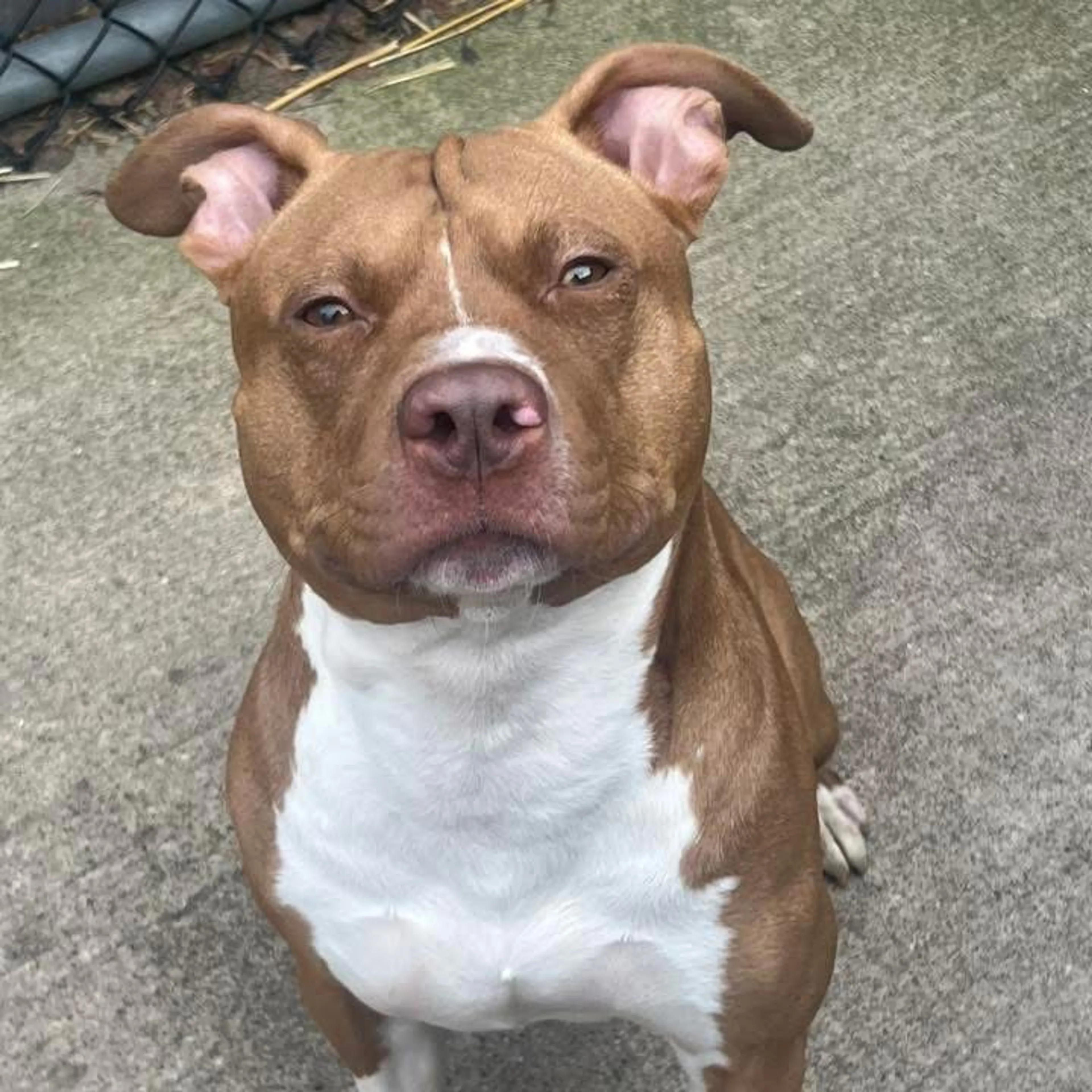 Found pet-7