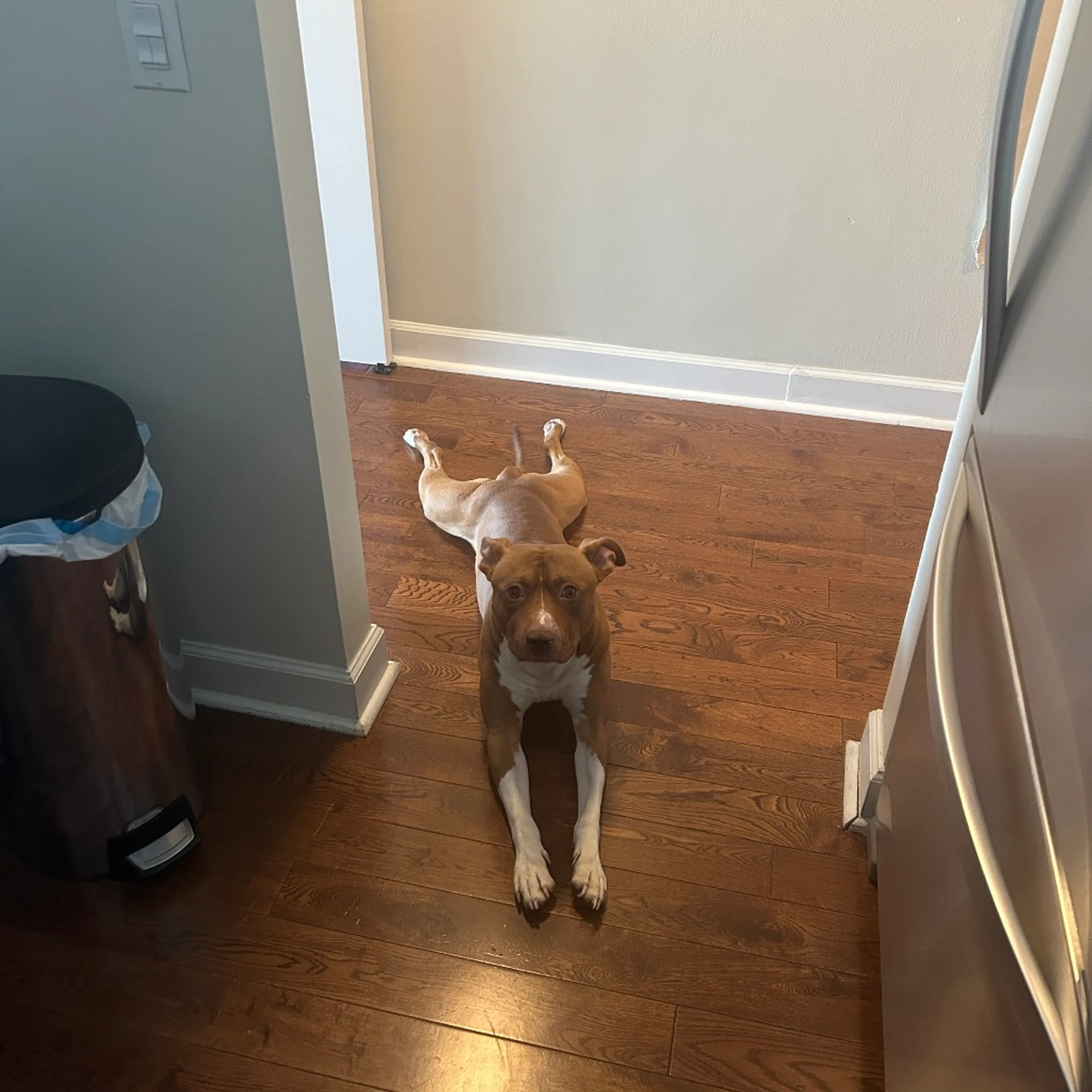 Found pet-2