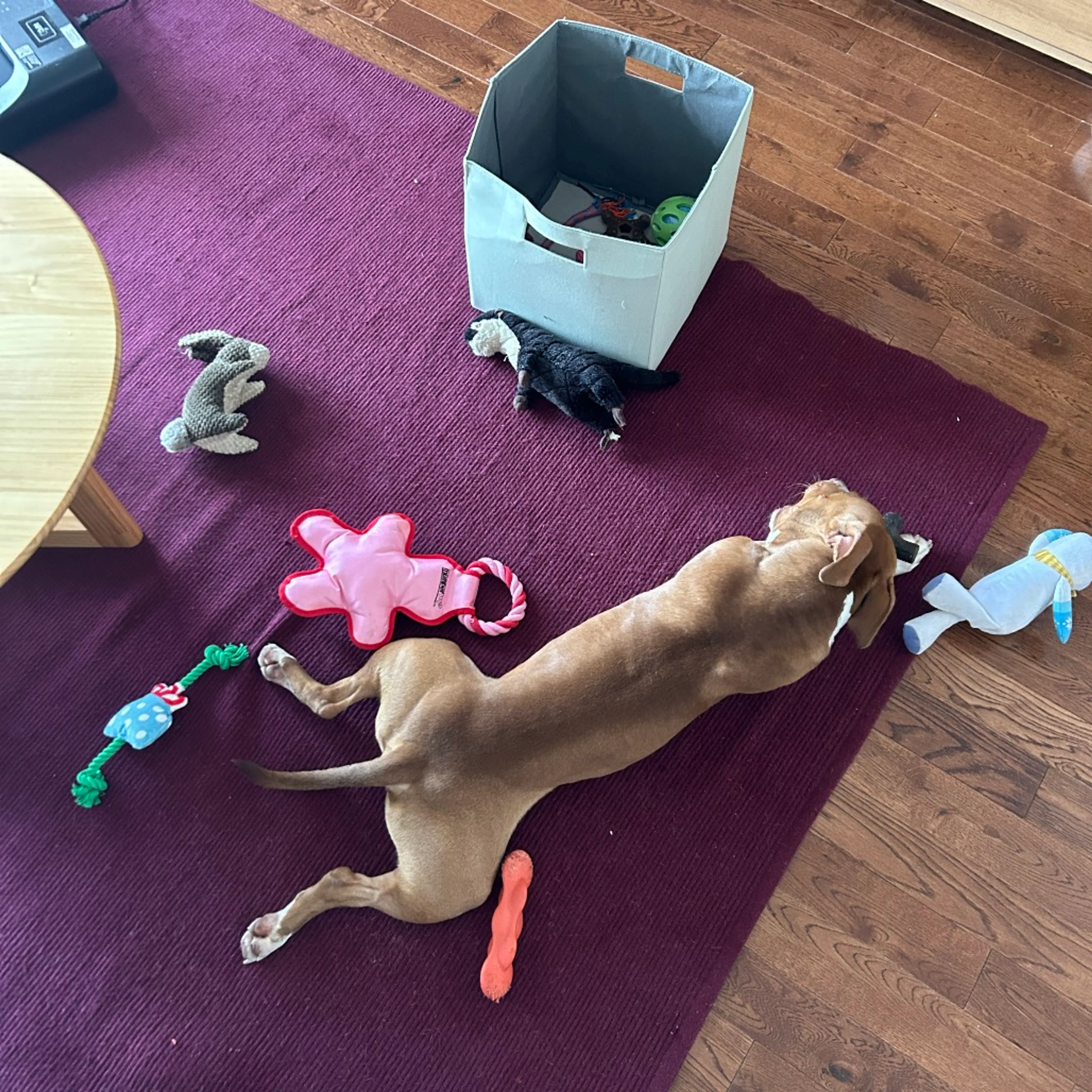 Found pet-8