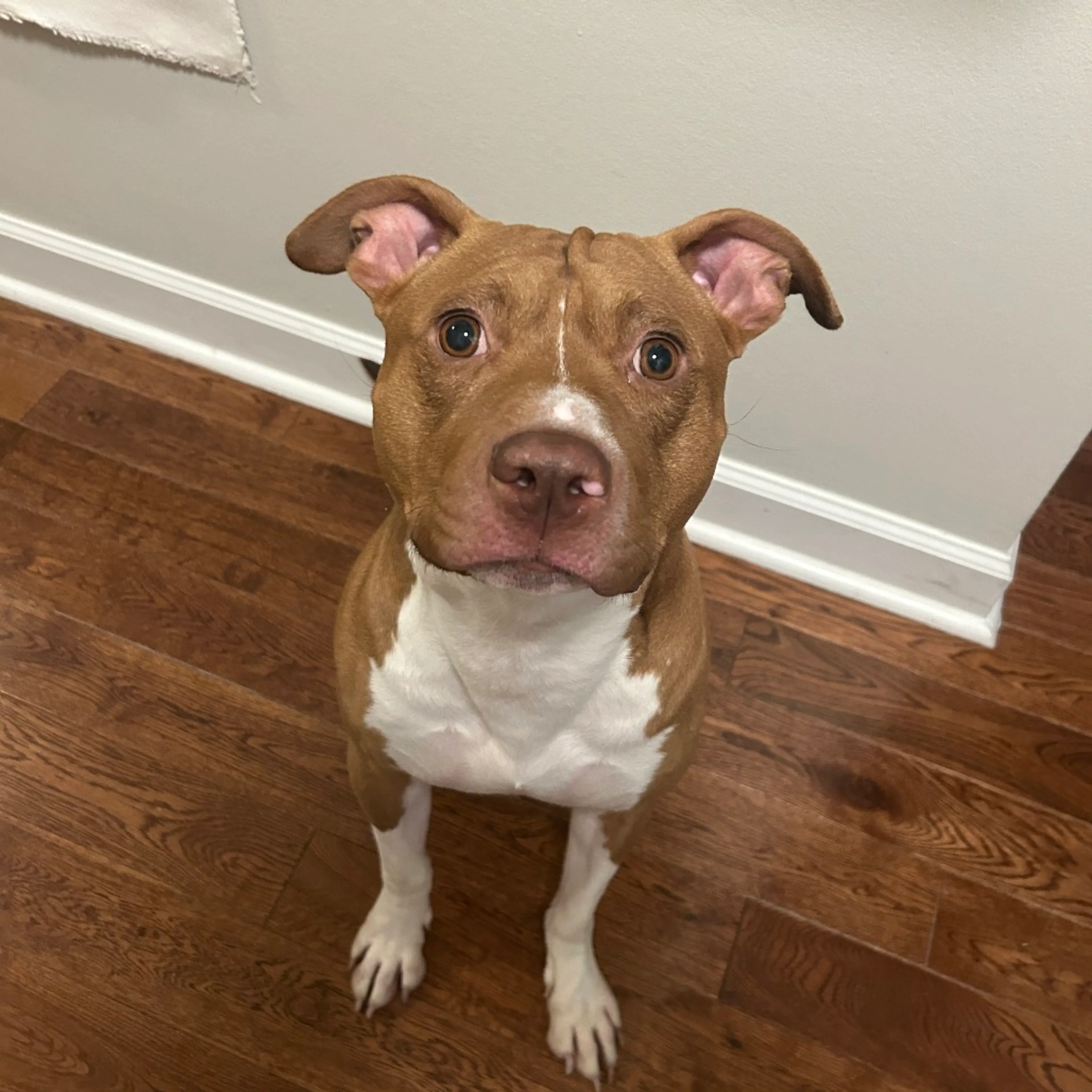 Found pet-3