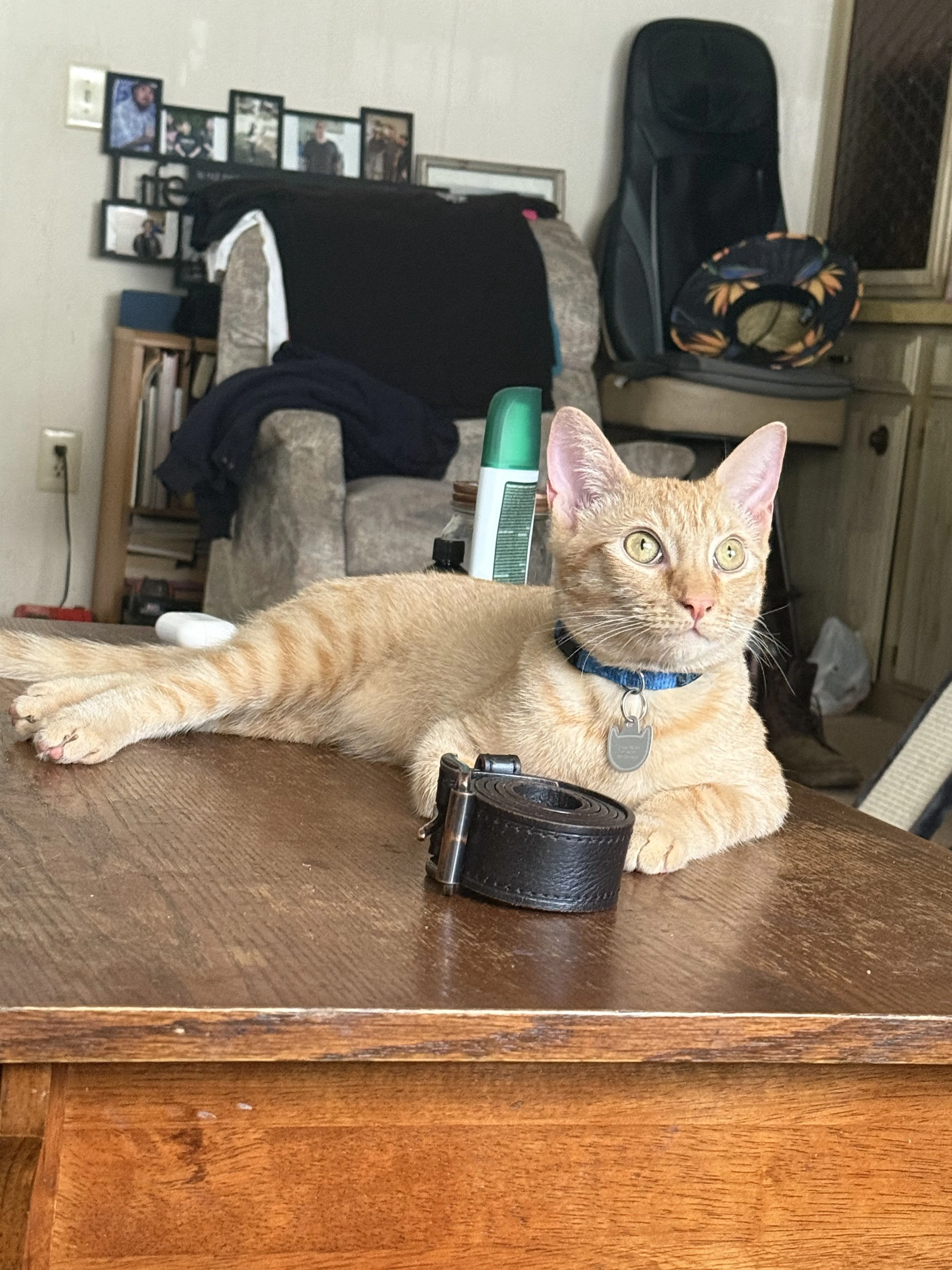 Lost pet