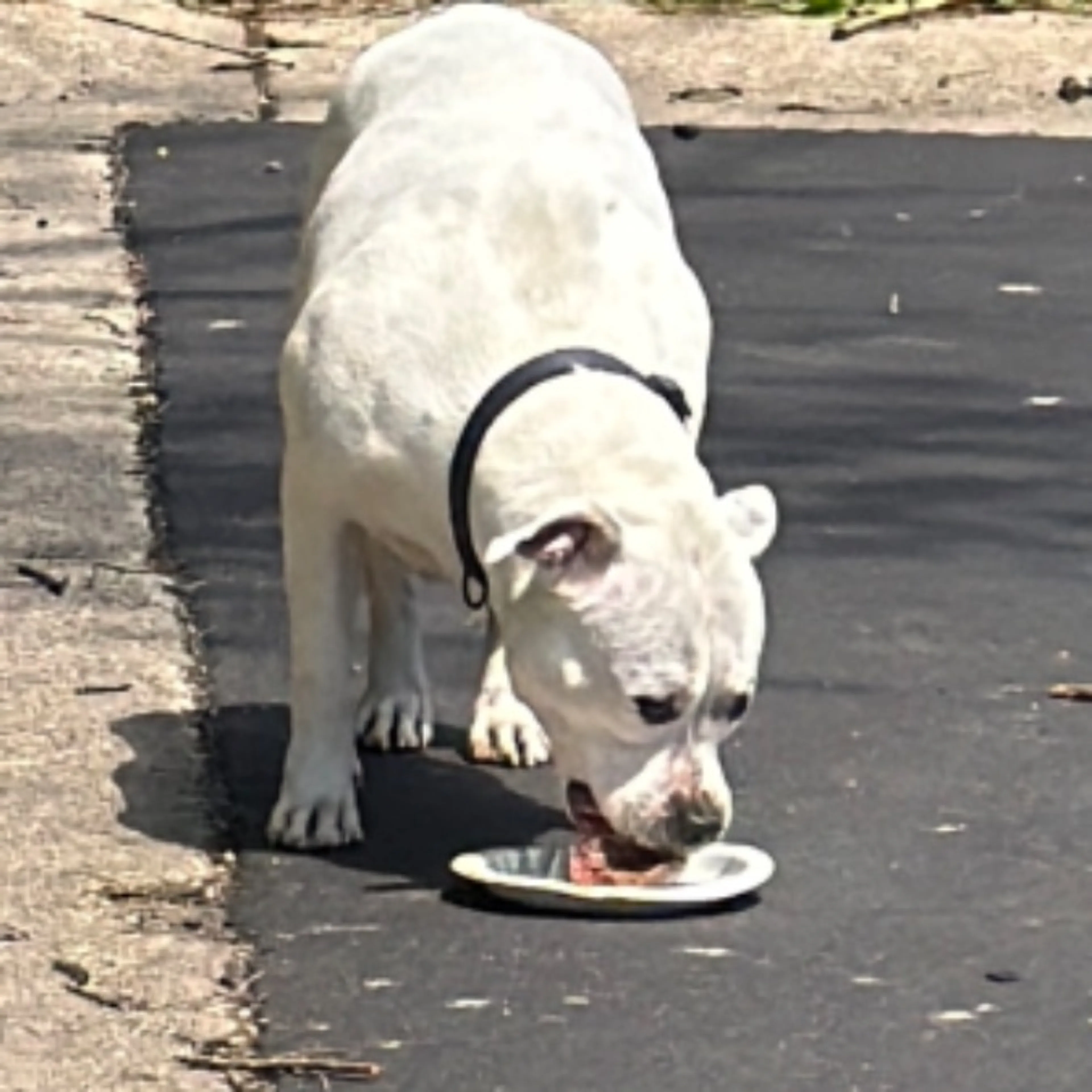 Found pet