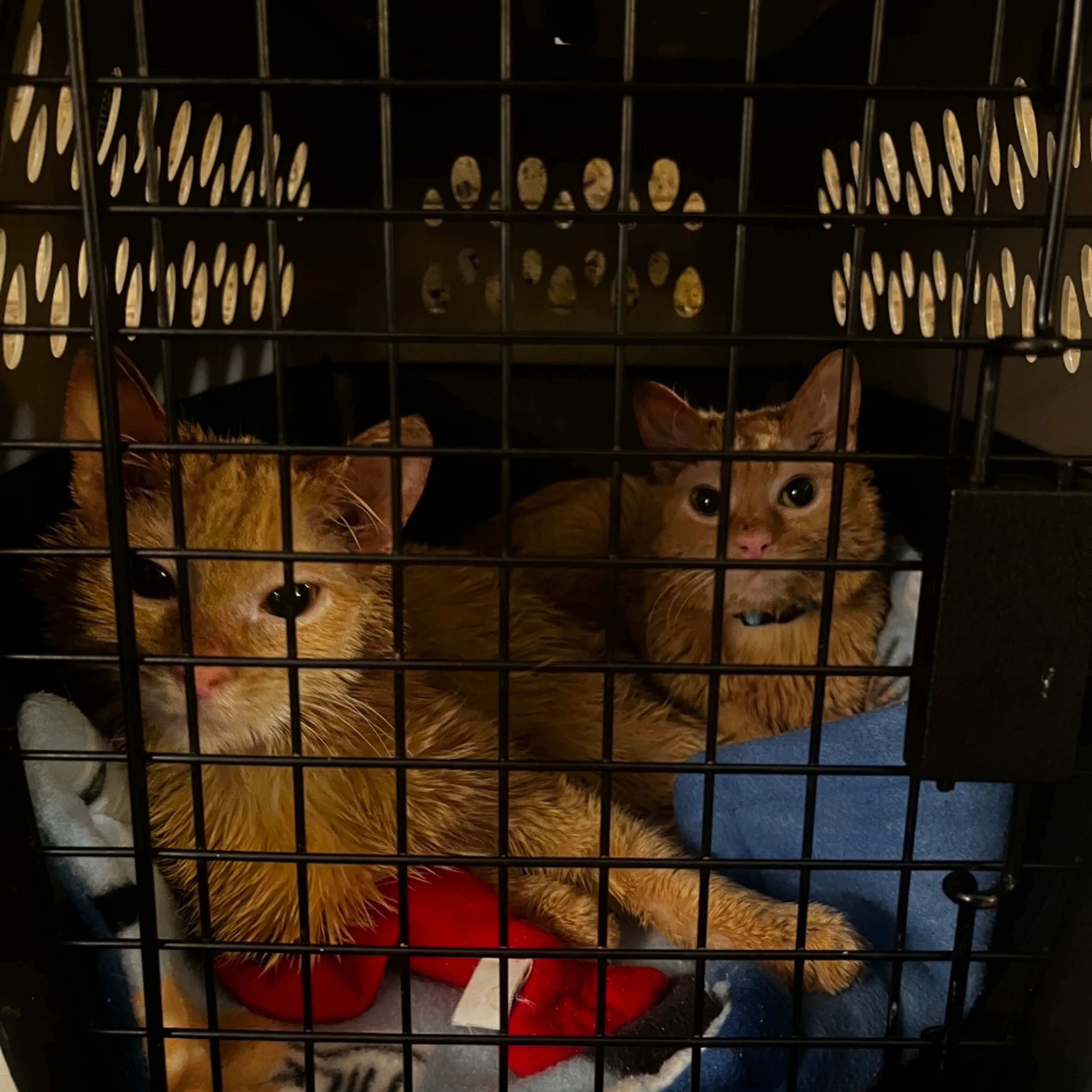 Found pet-1