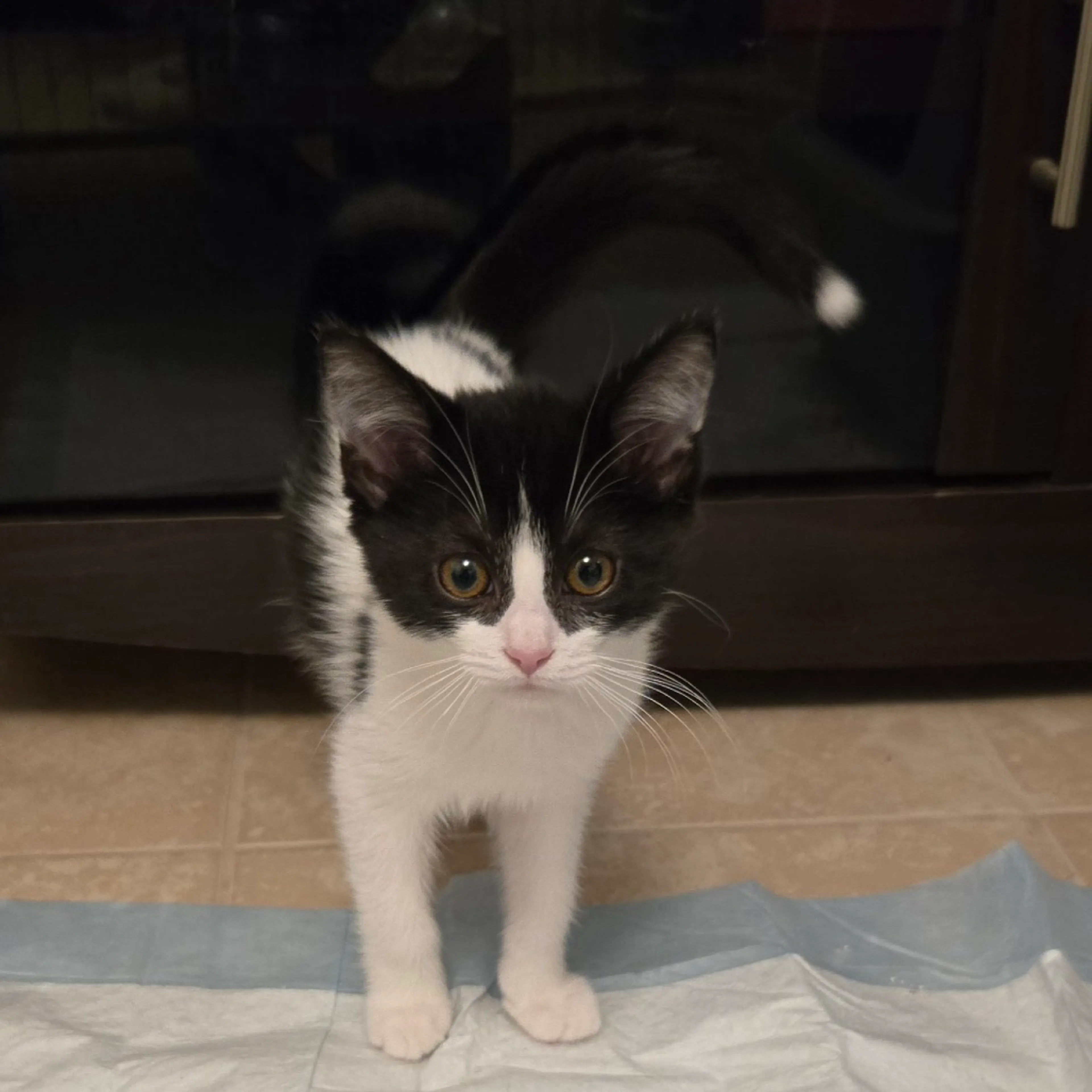 Found pet-2