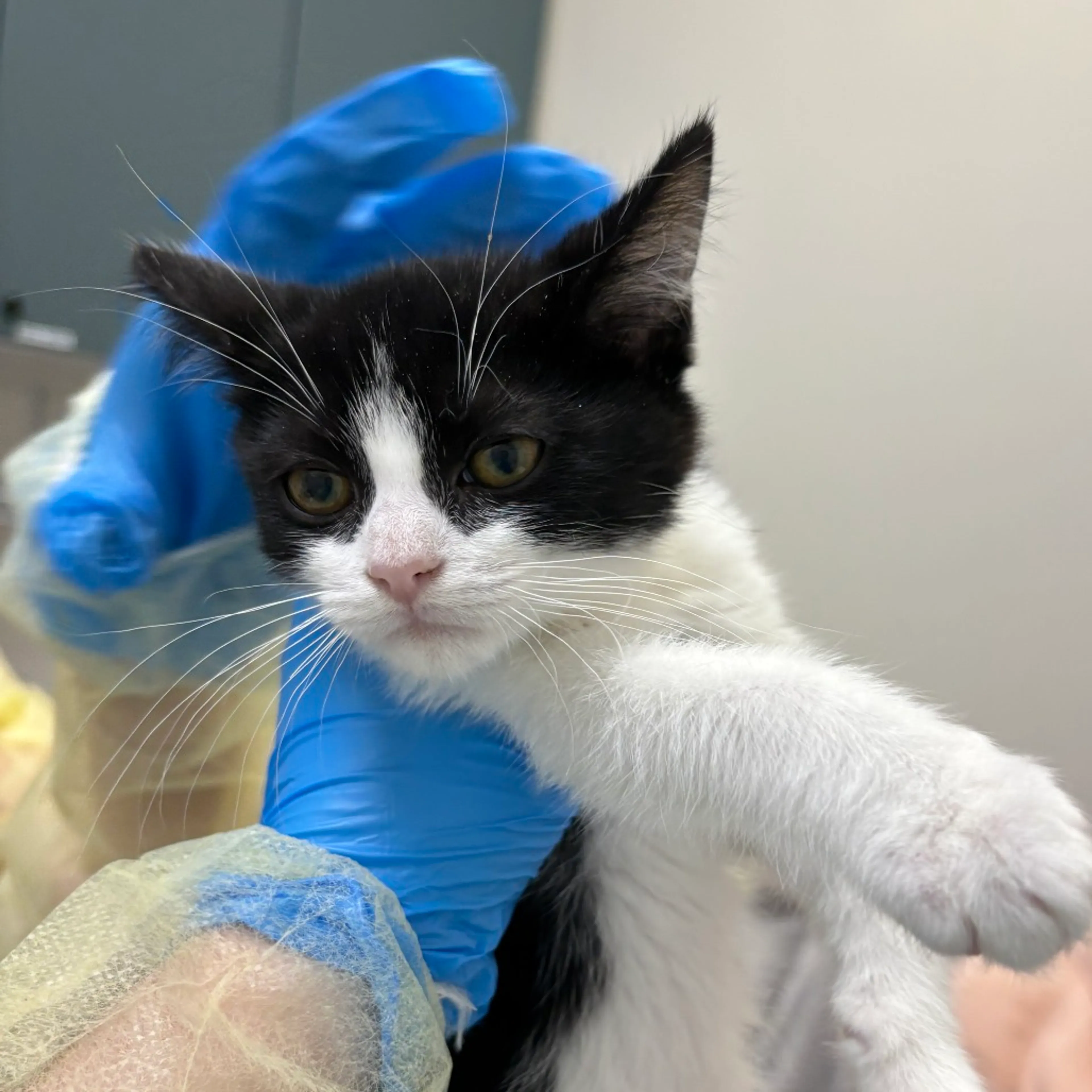 Found pet-1