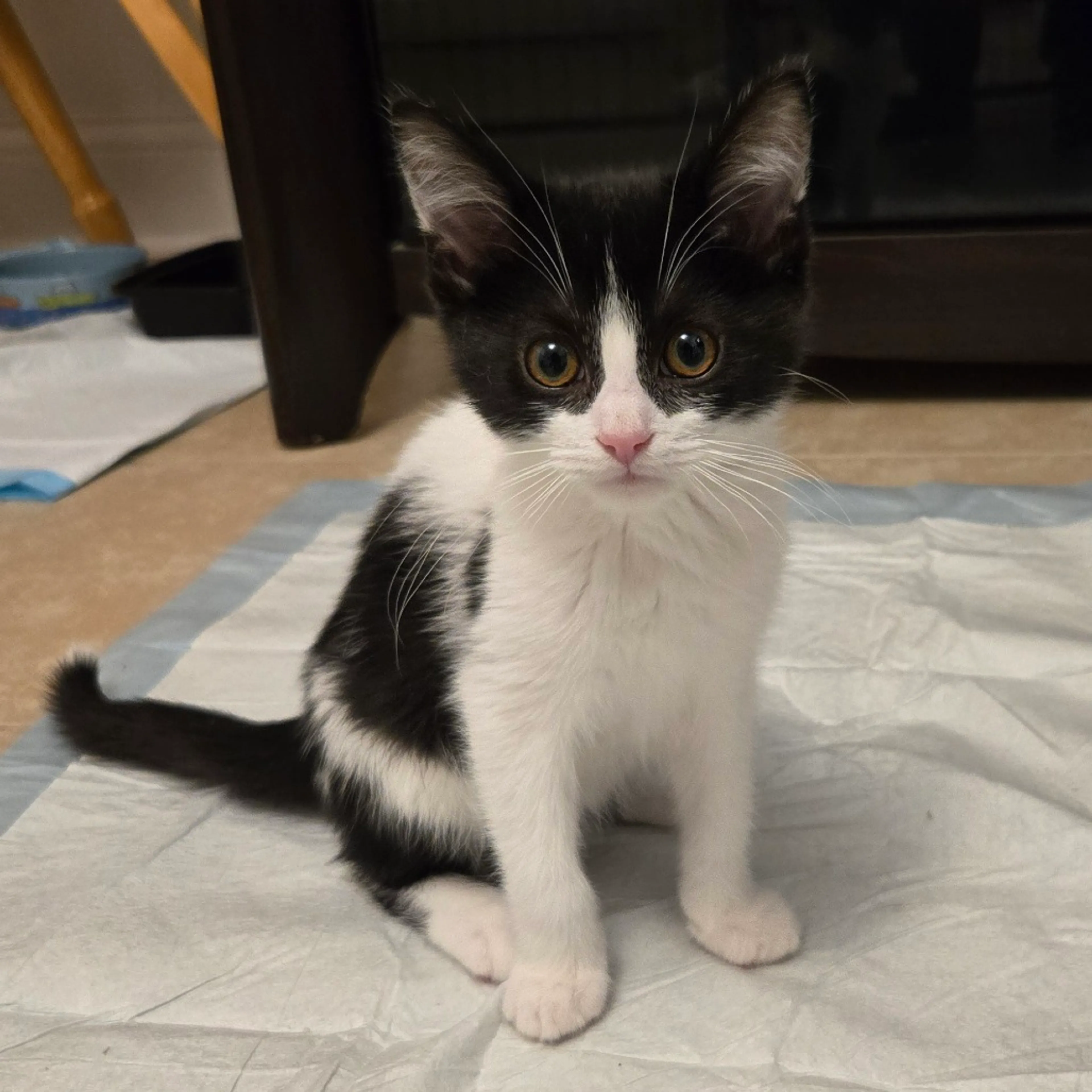 Found pet-0