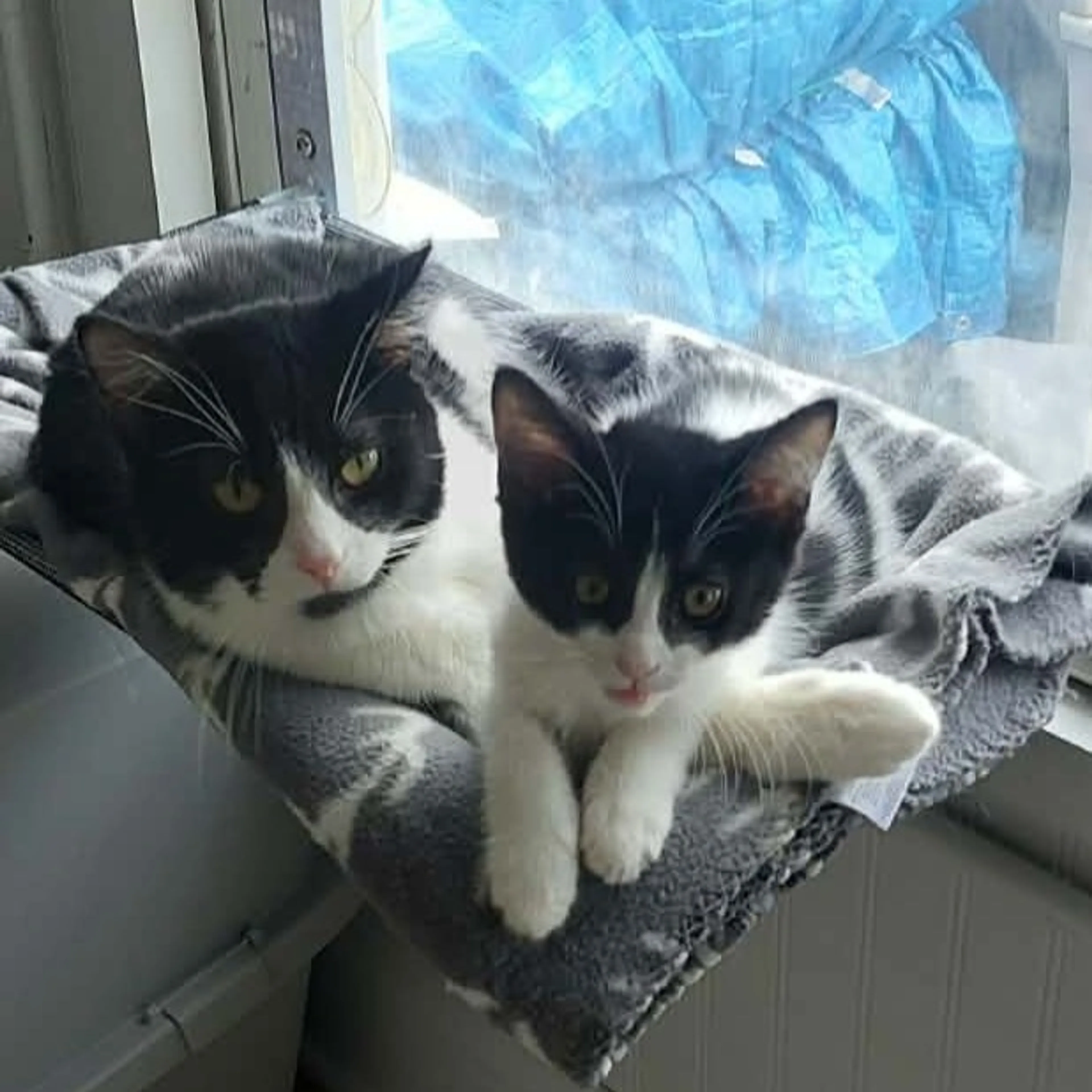 Found pet-5