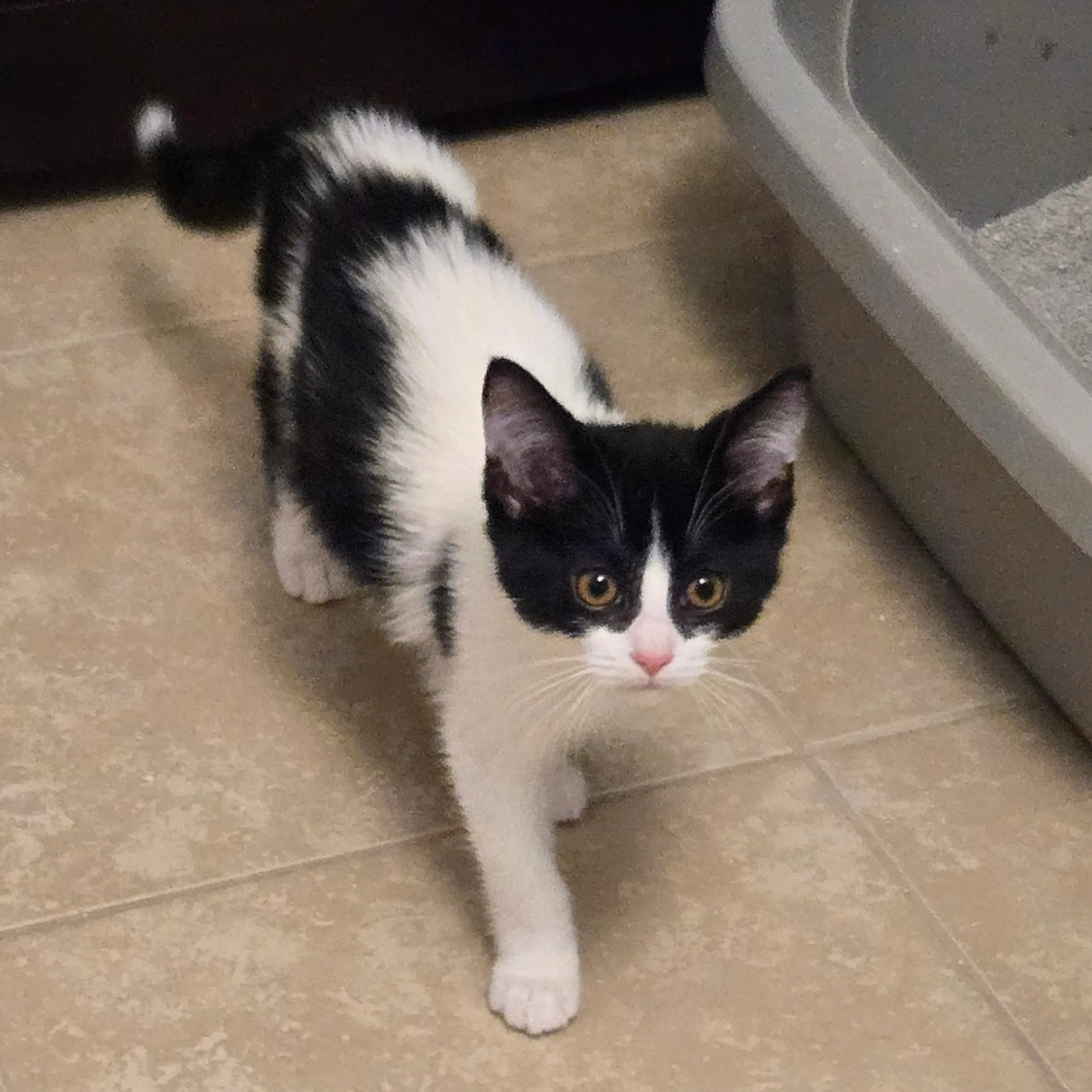 Found pet-4