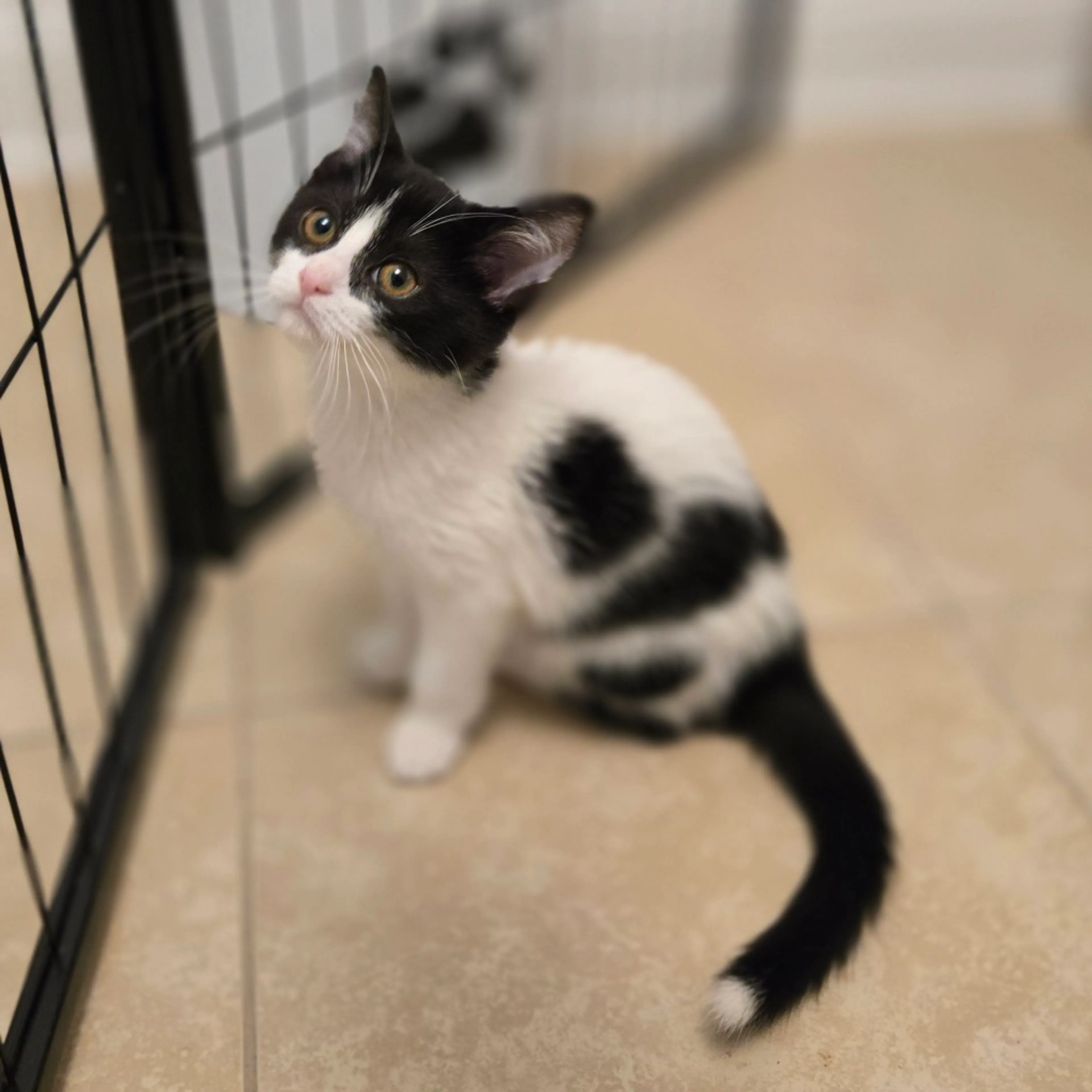 Found pet-3