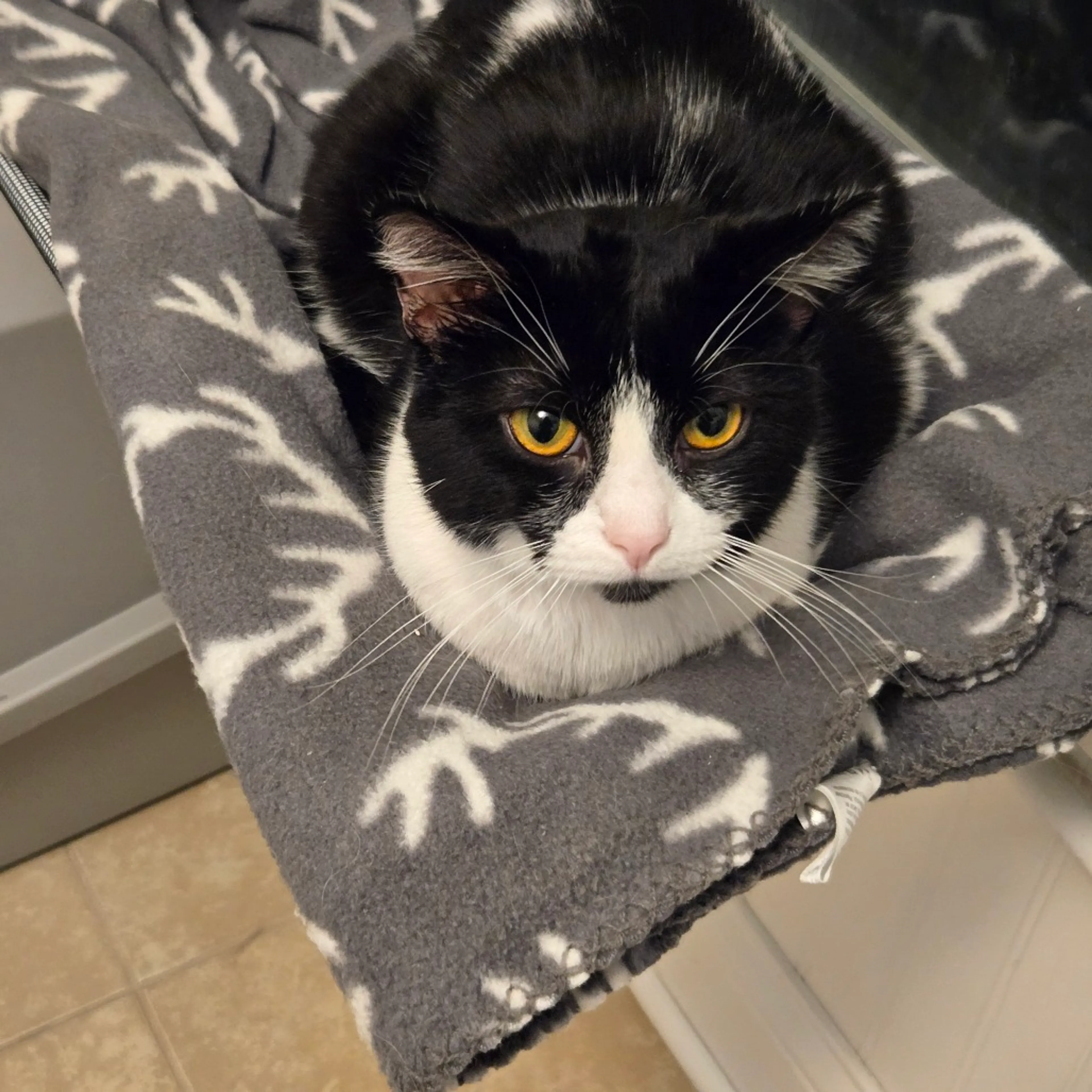 Found pet-4