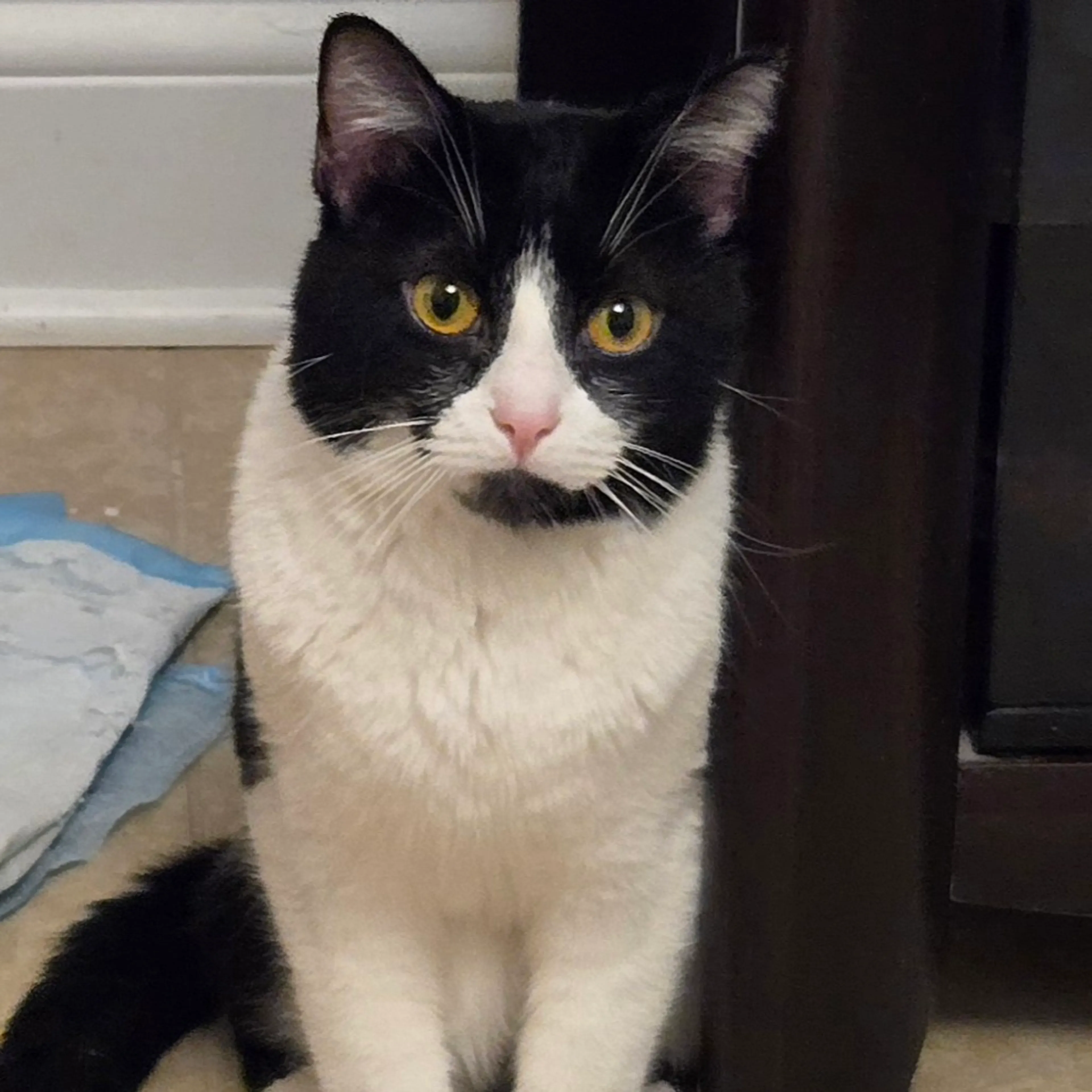 Found pet-0