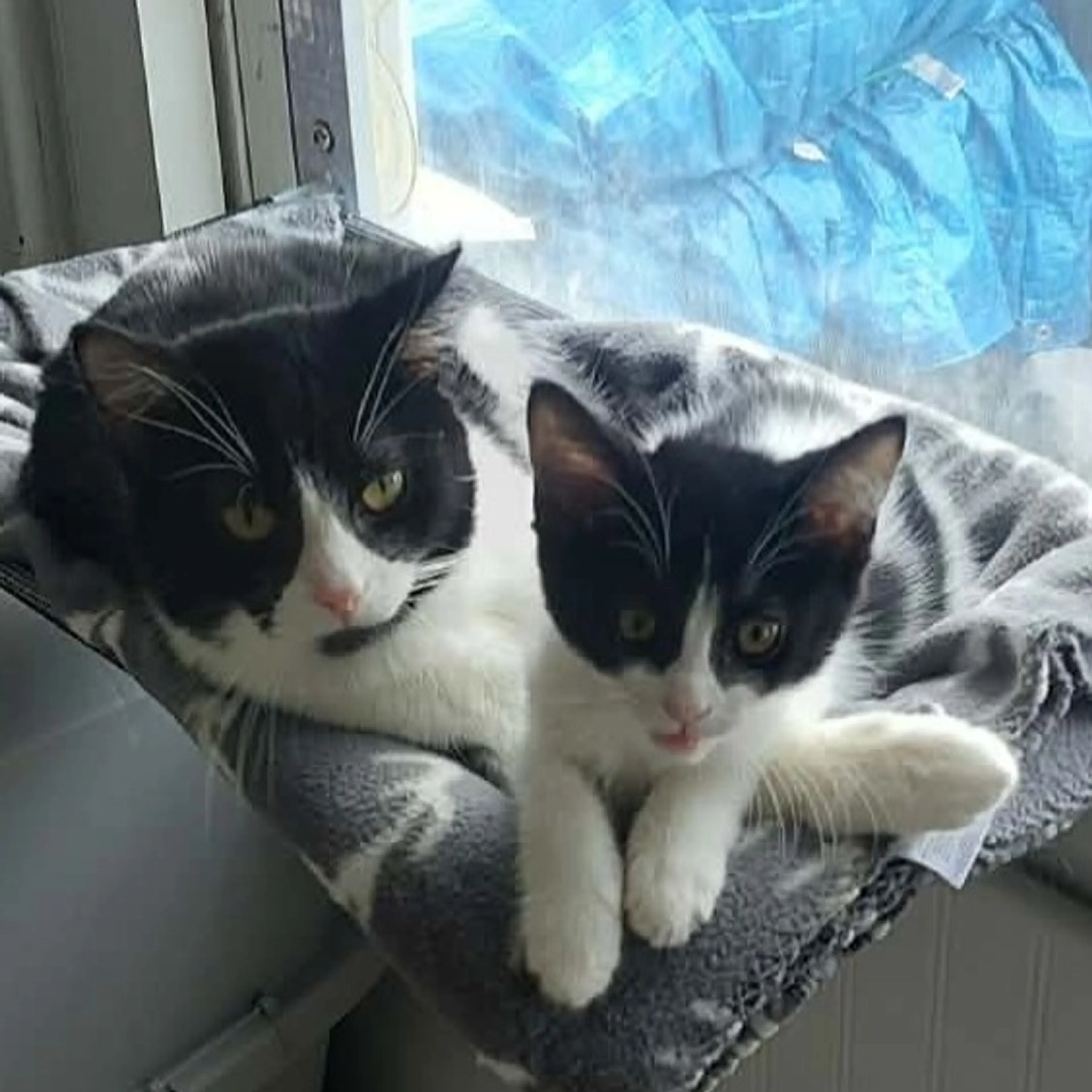Found pet-3