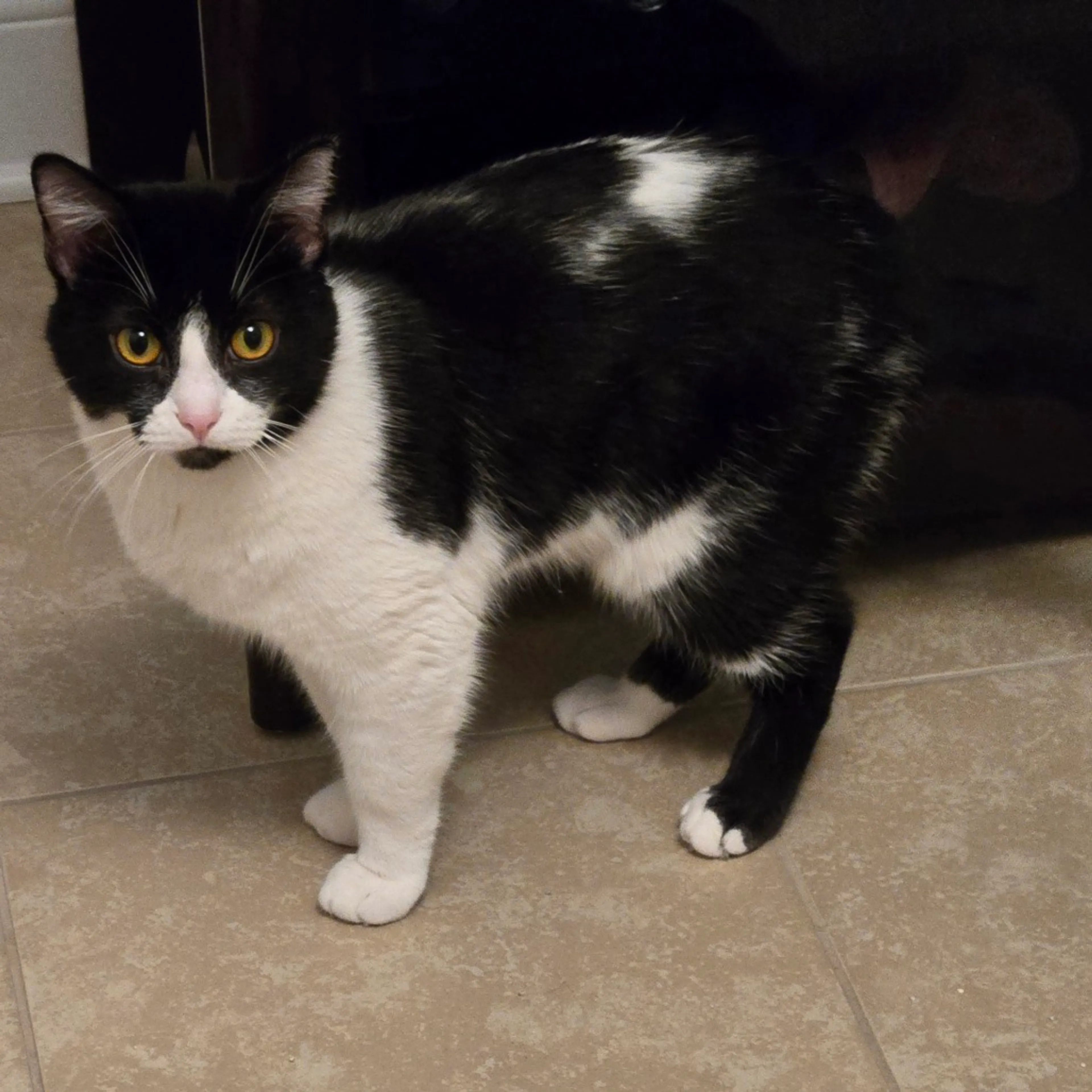 Found pet-2
