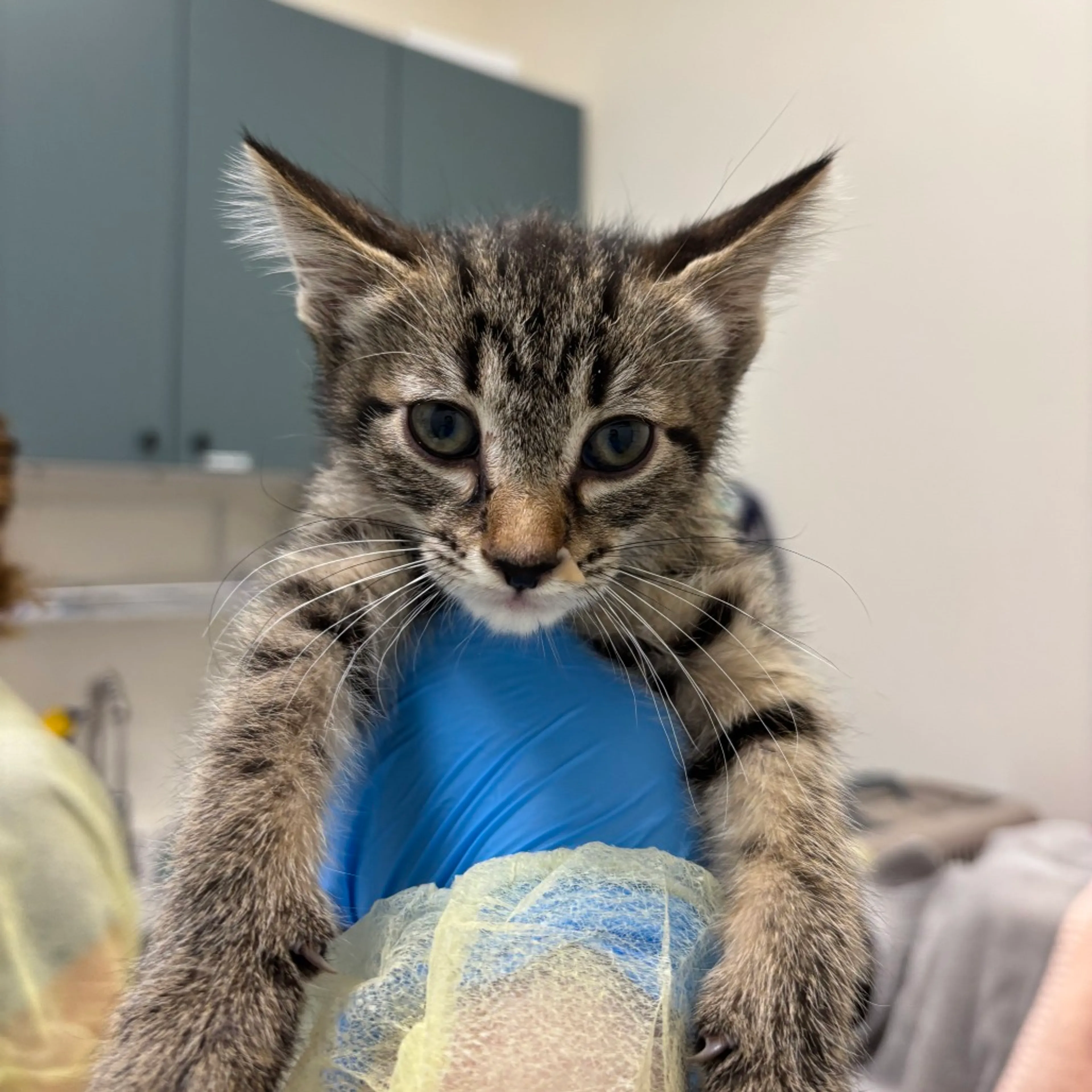 Found pet