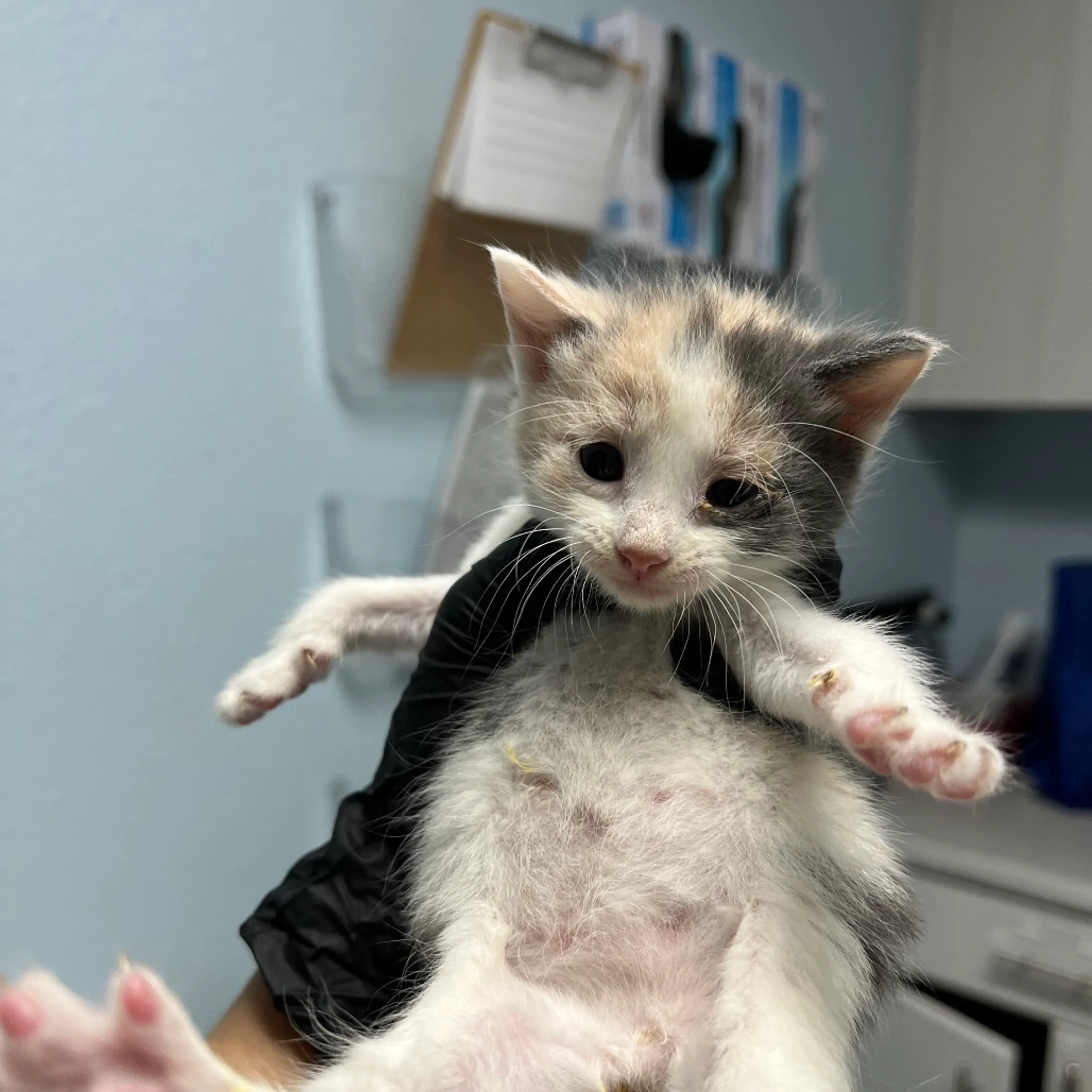 Found pet