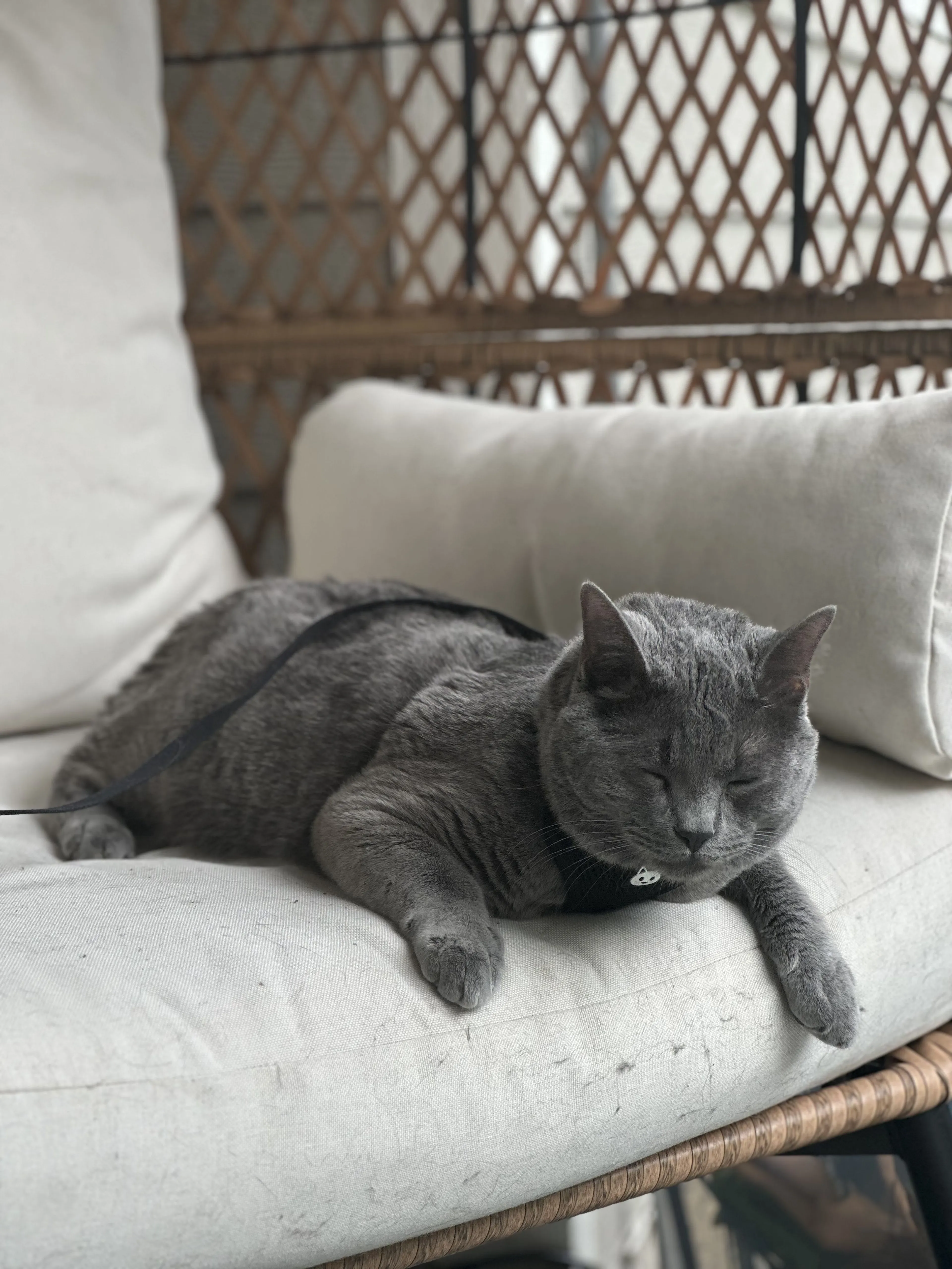 Lost pet-4