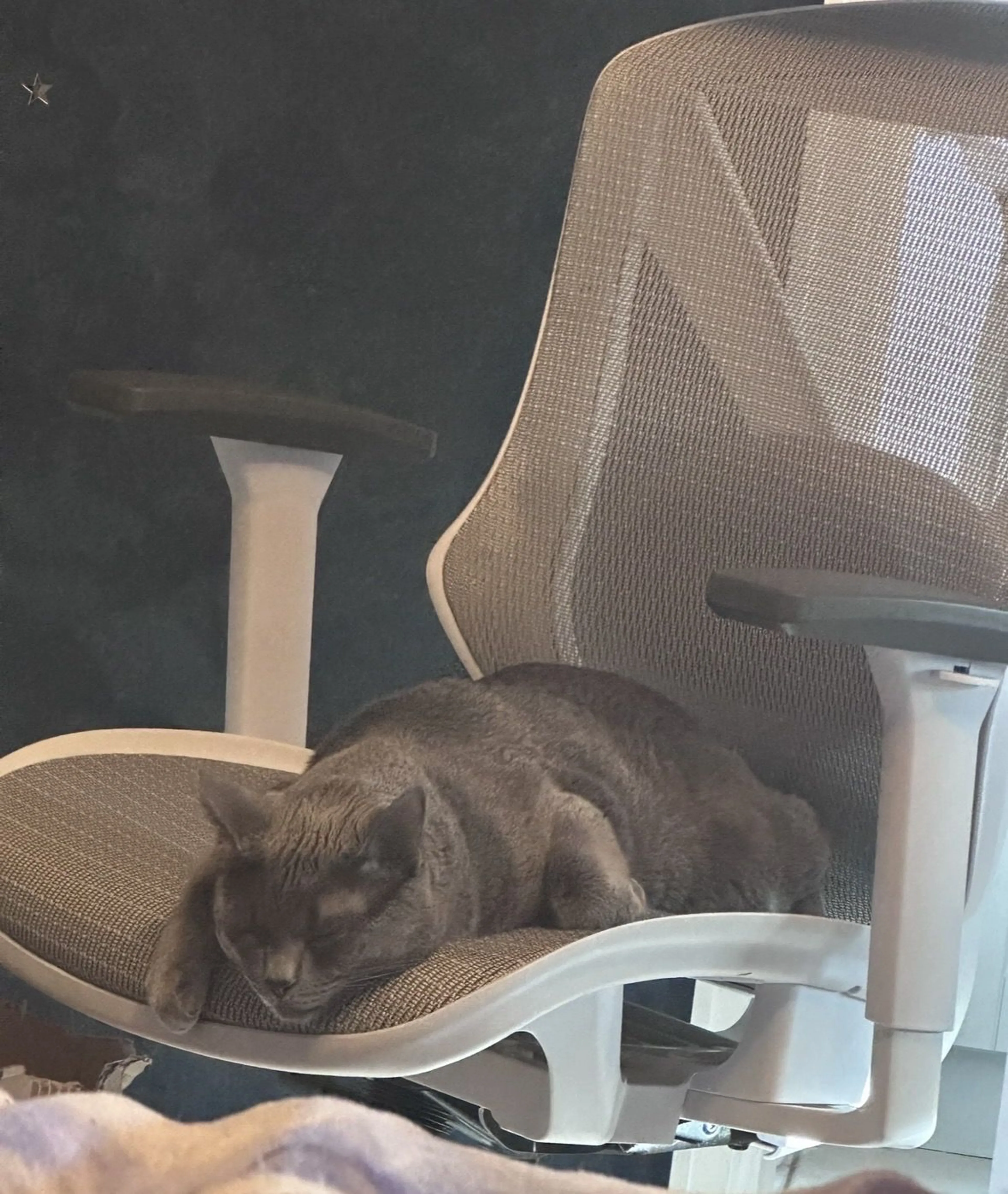 Lost pet-1
