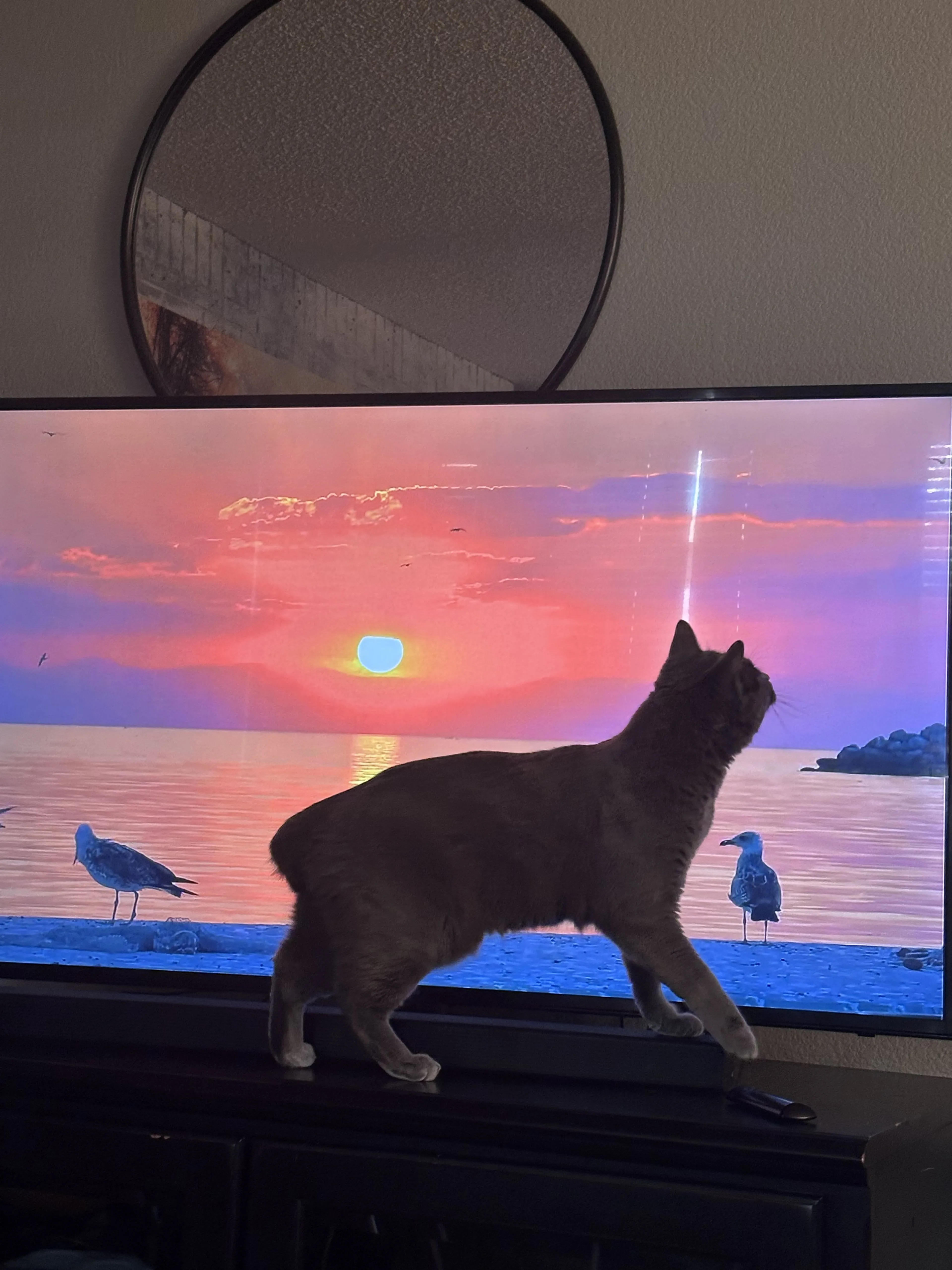 Lost pet-3