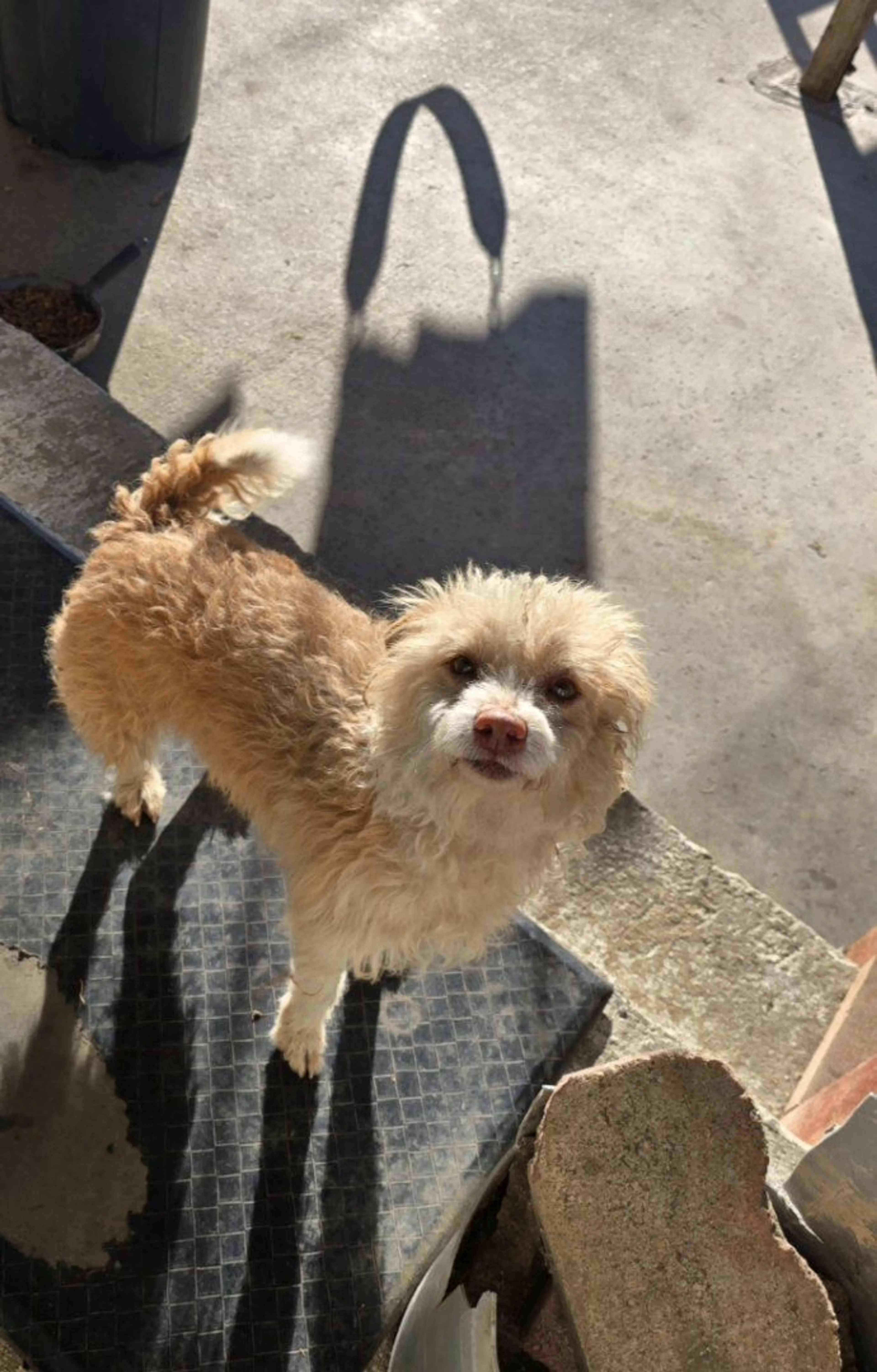 Lost pet-1