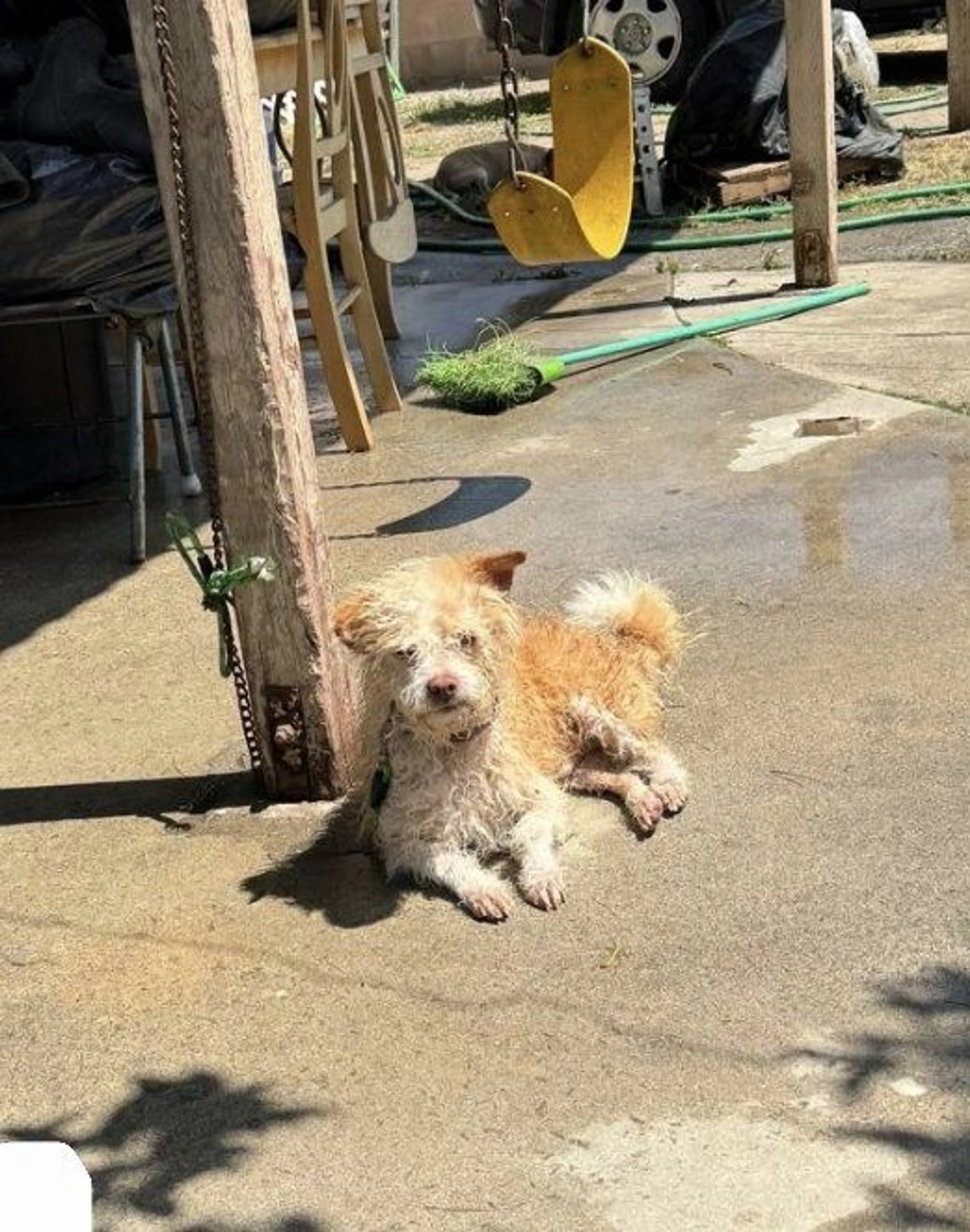 Lost pet-0
