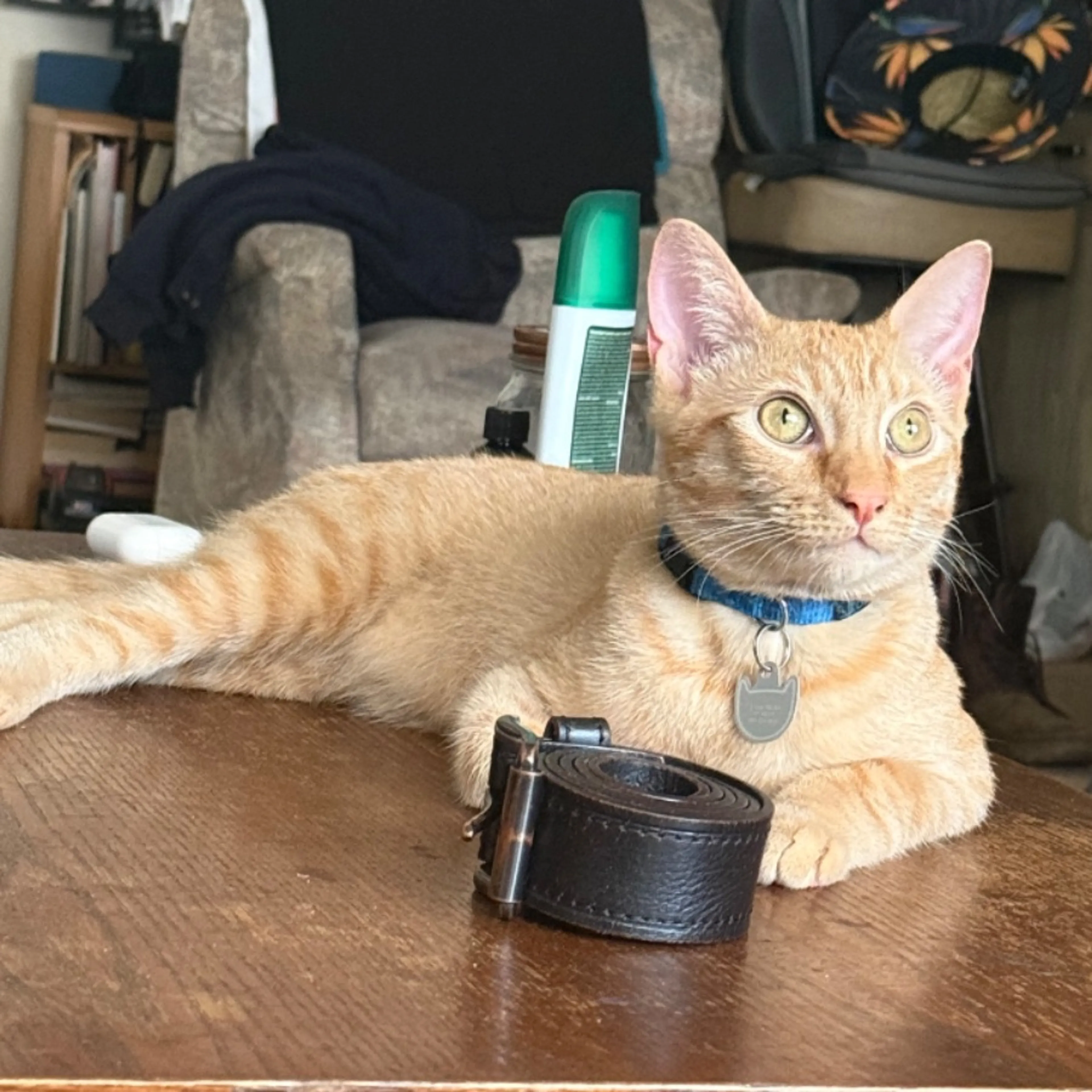 Lost pet