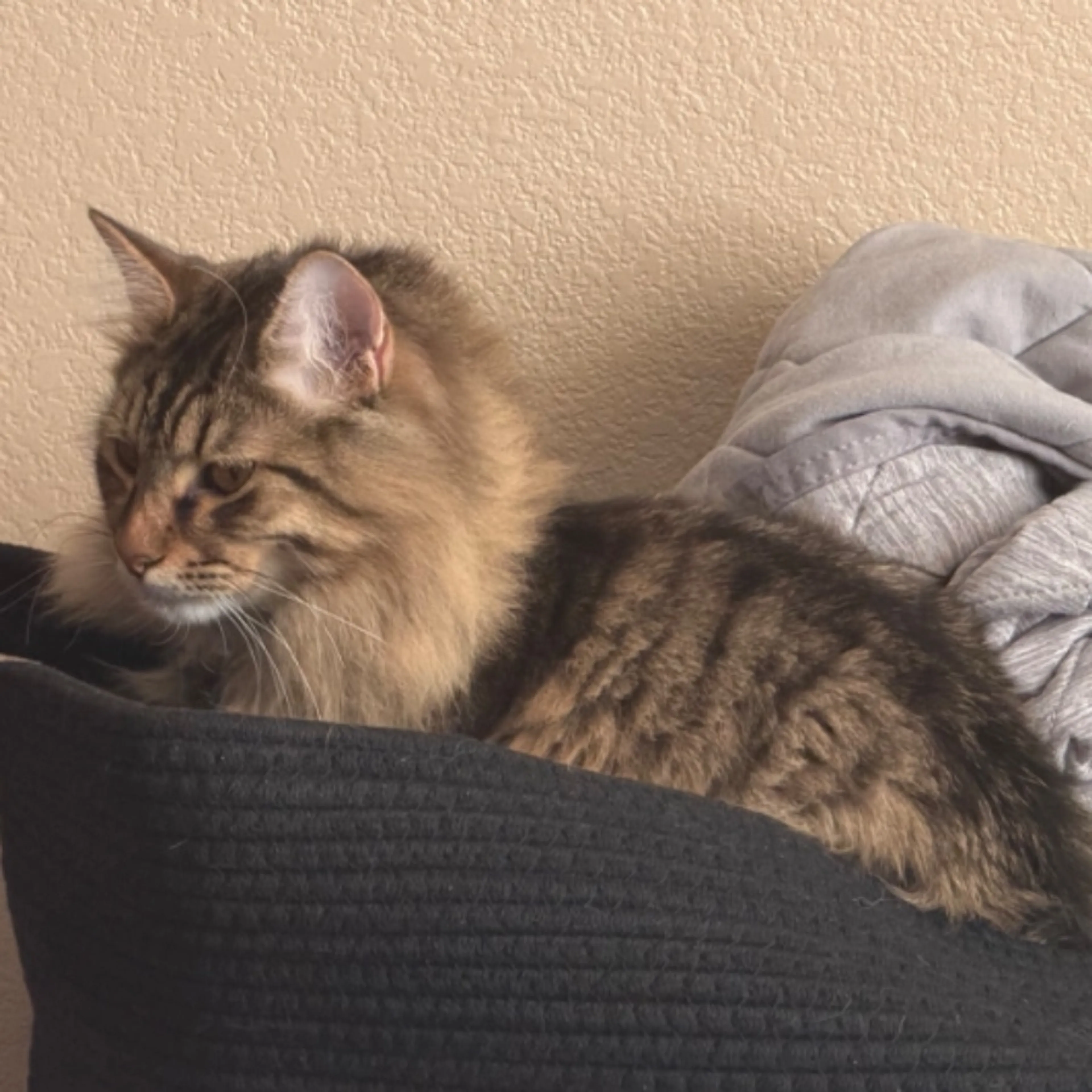Lost pet