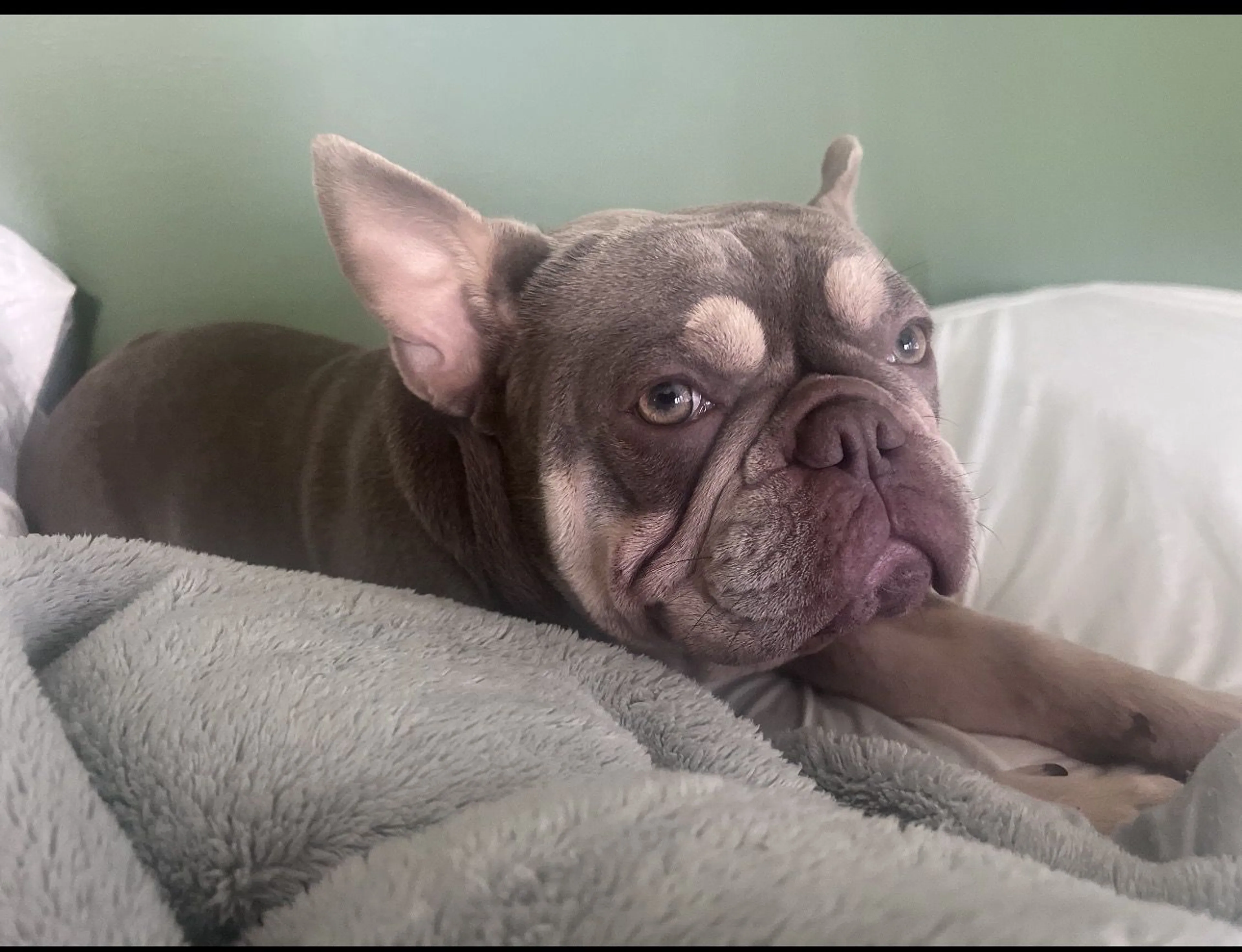 Lost pet