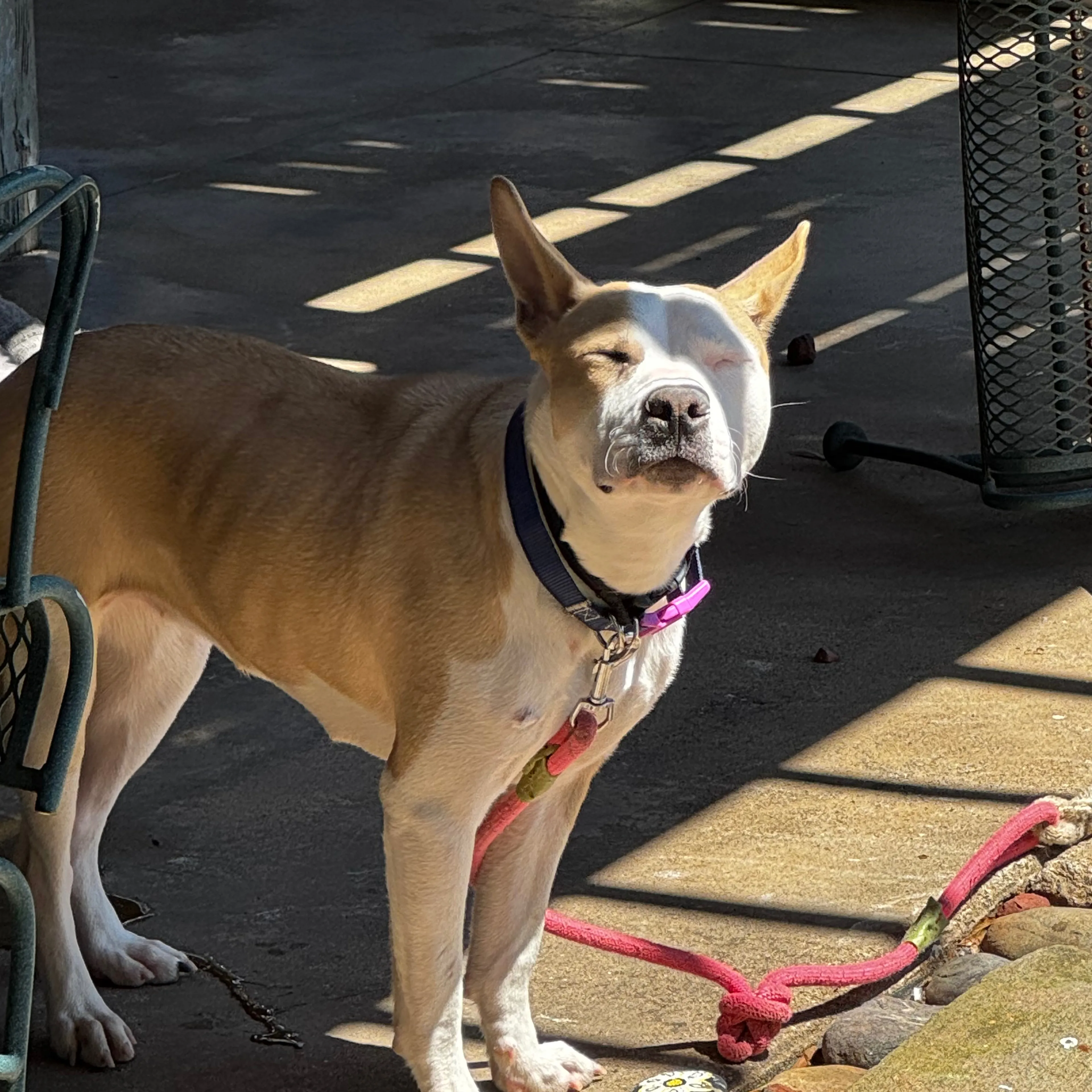 Found pet-1