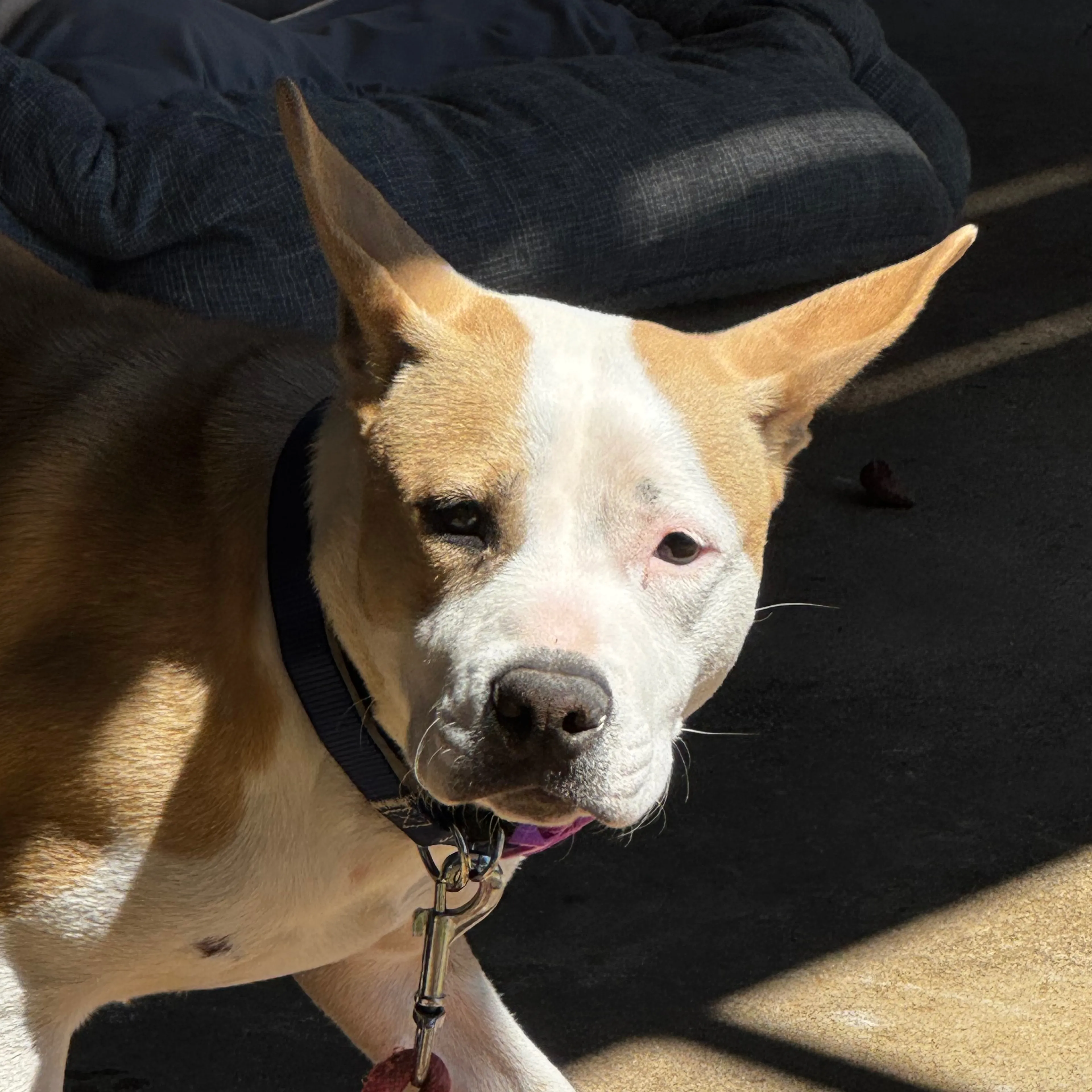 Found pet-2