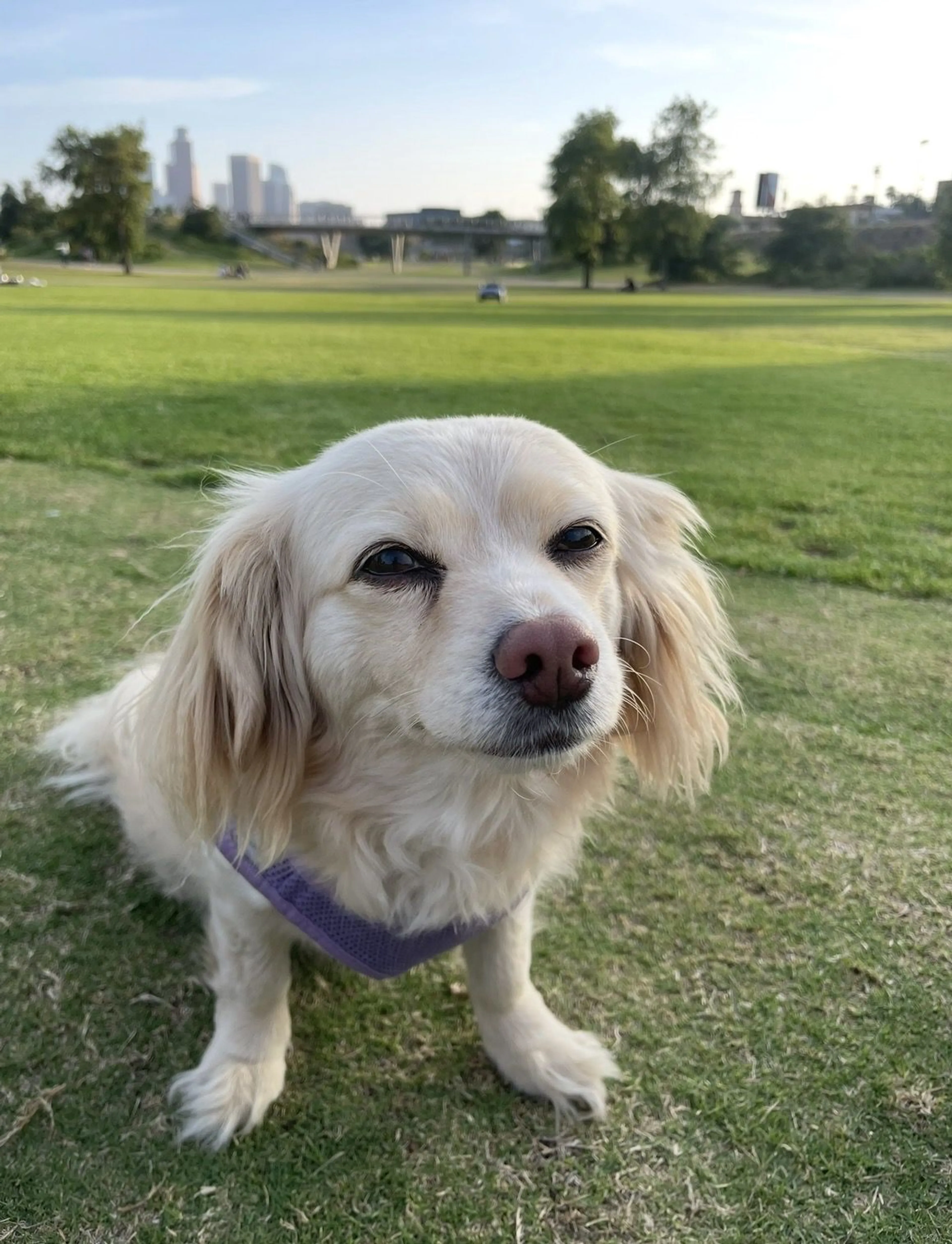 Lost pet-1