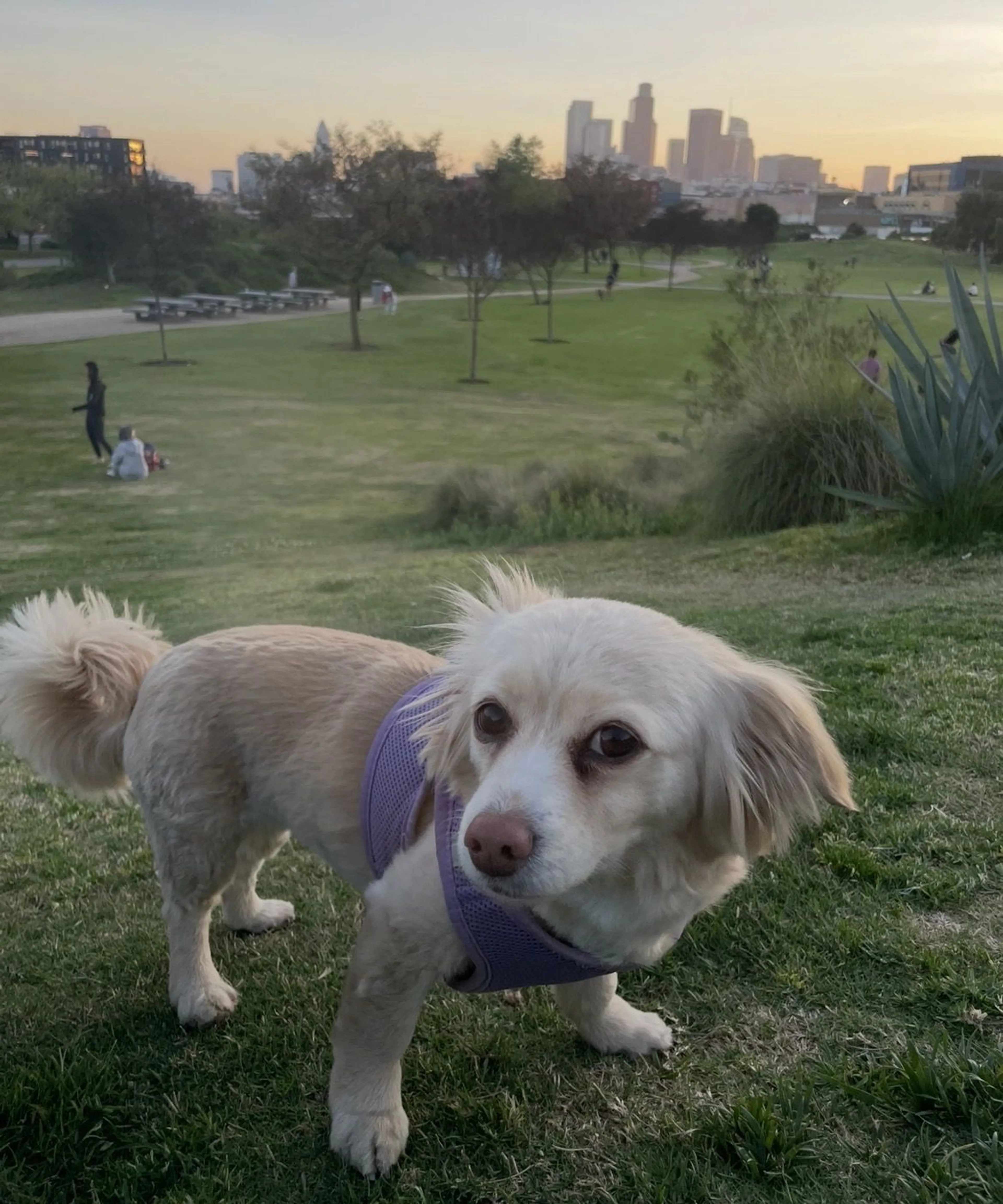 Lost pet-2