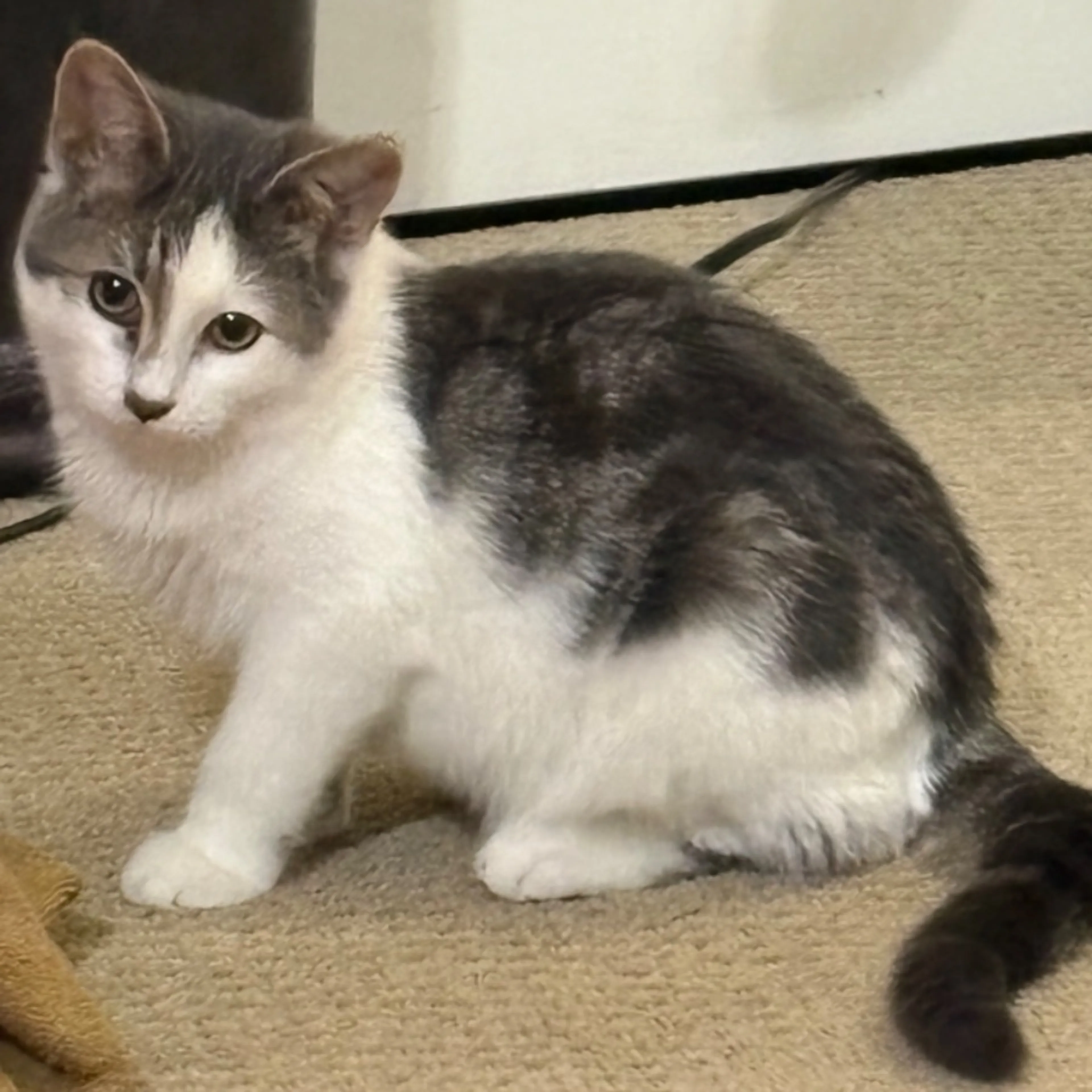 Lost pet