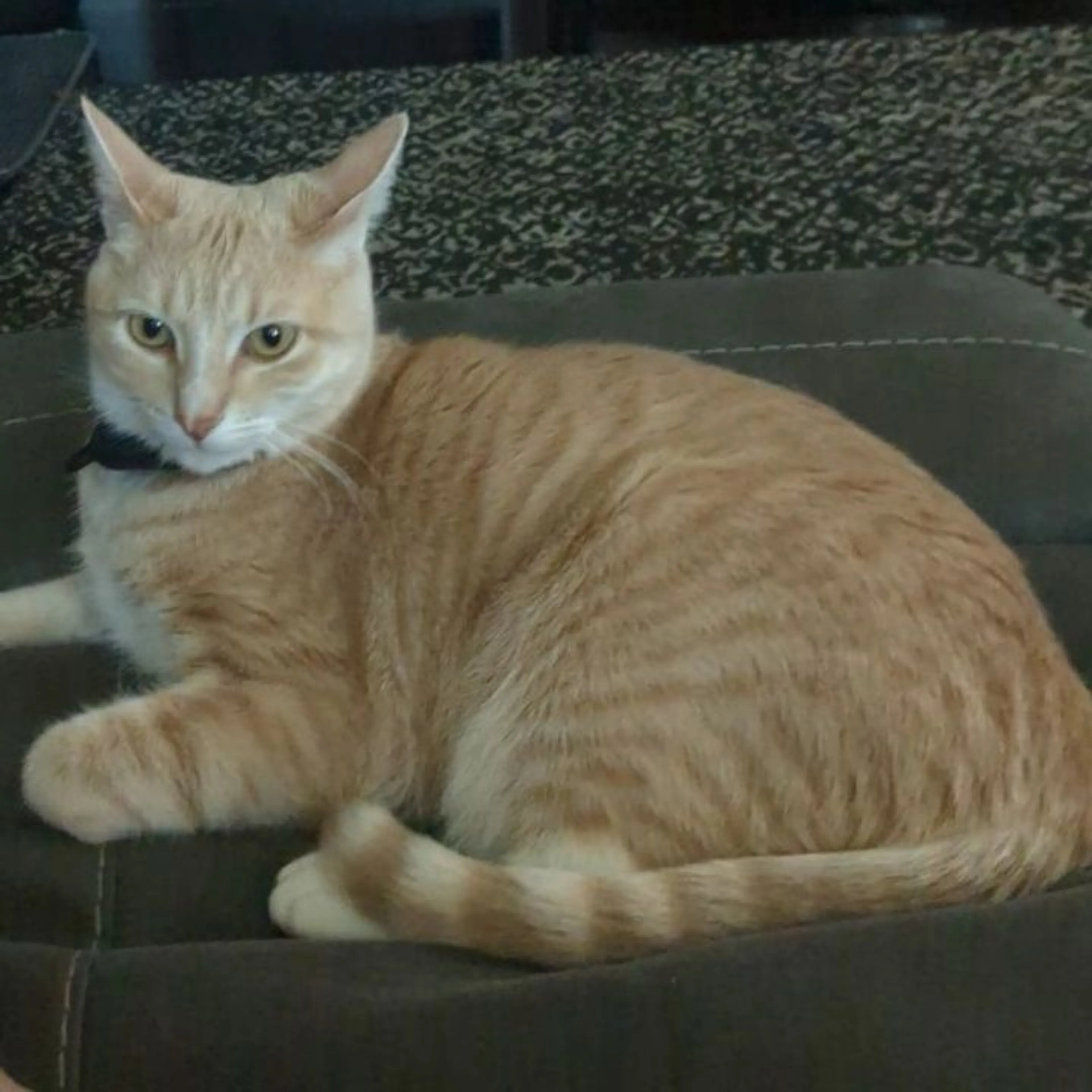 Lost pet-0
