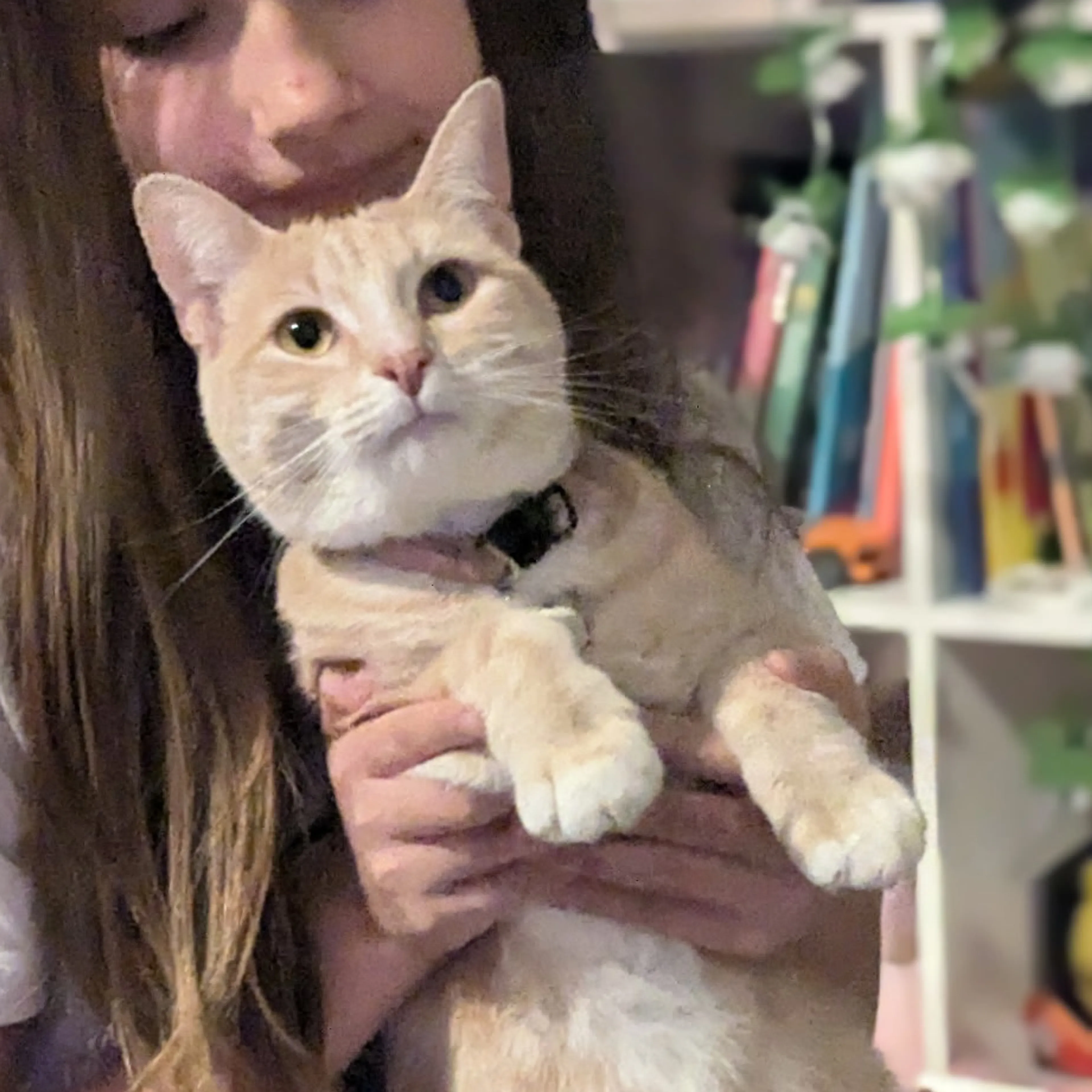 Lost pet-1