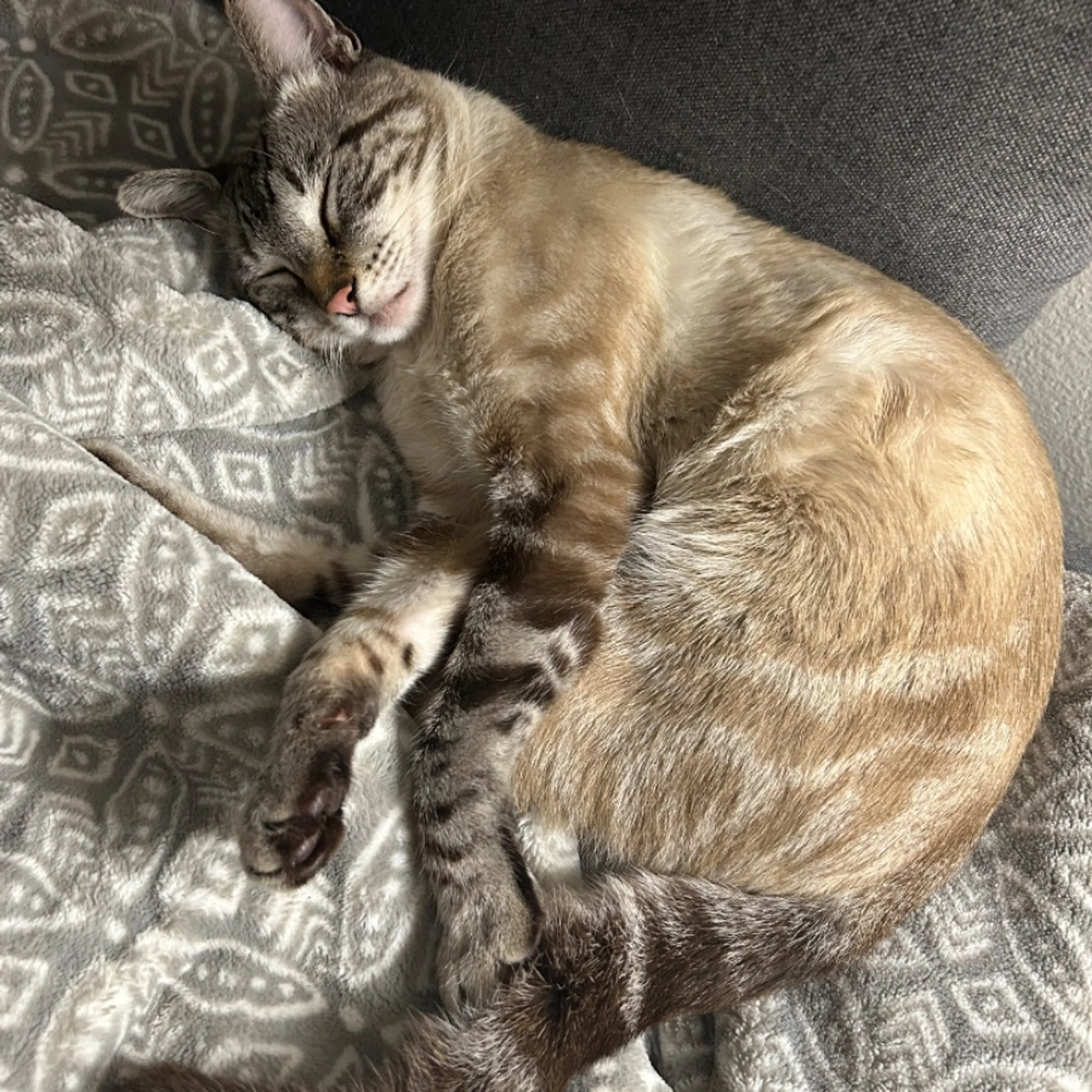 Lost pet