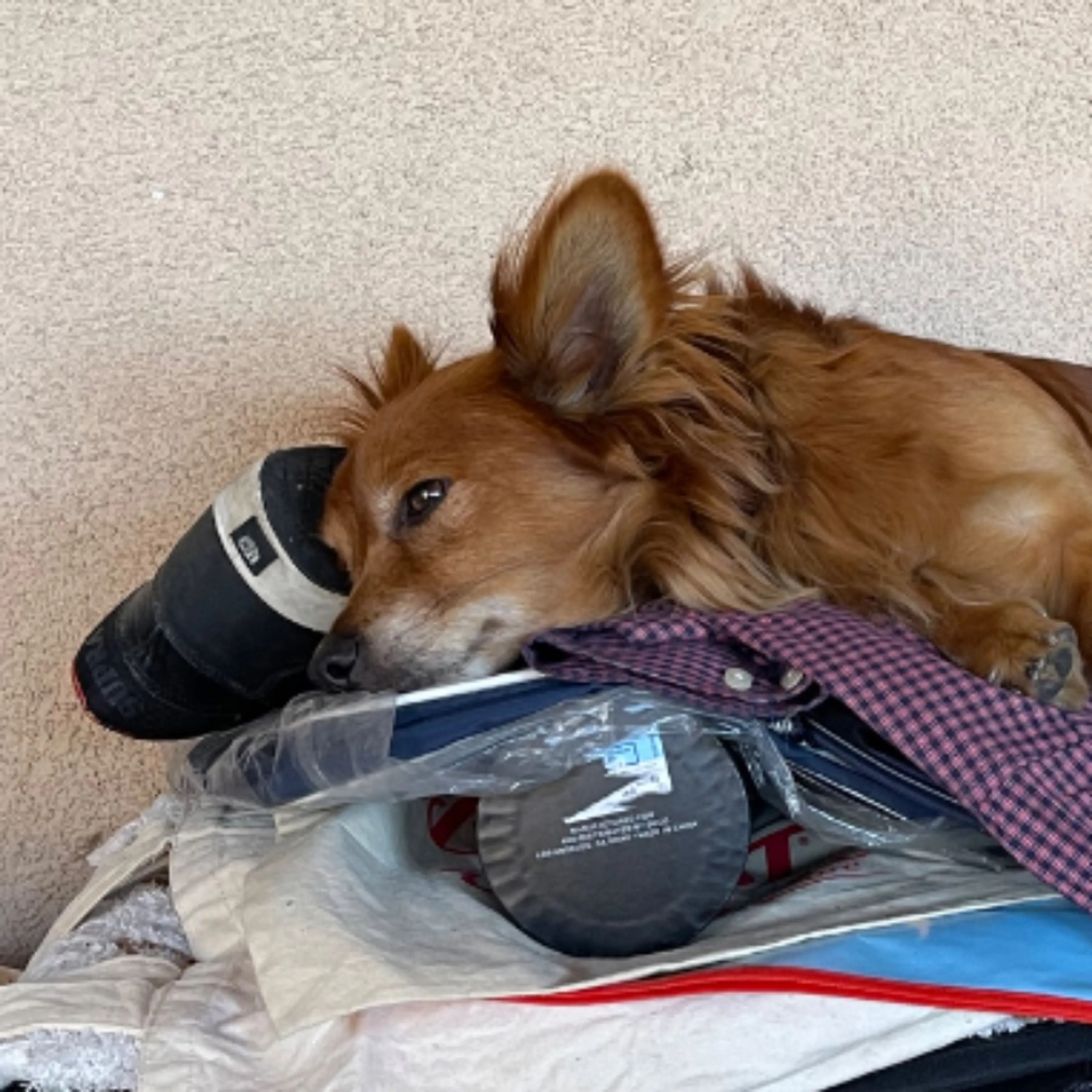 Lost pet-0